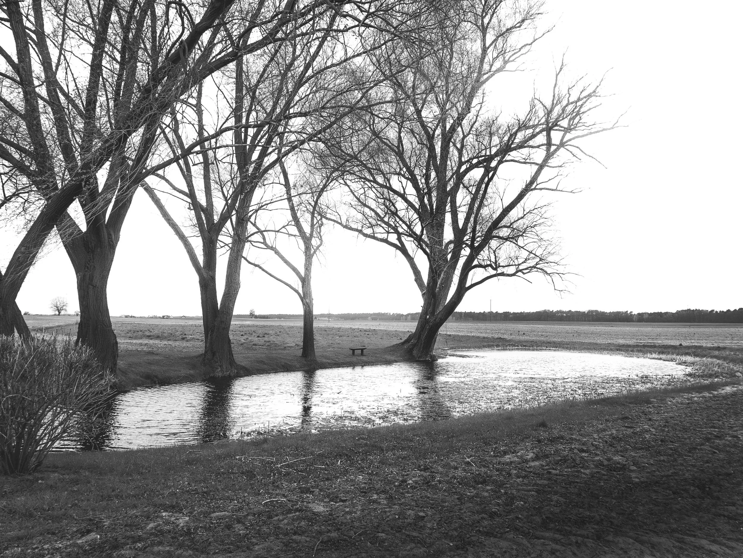 Arbres nus près d'une rivière sous un ciel nuageux en noir et blanc.