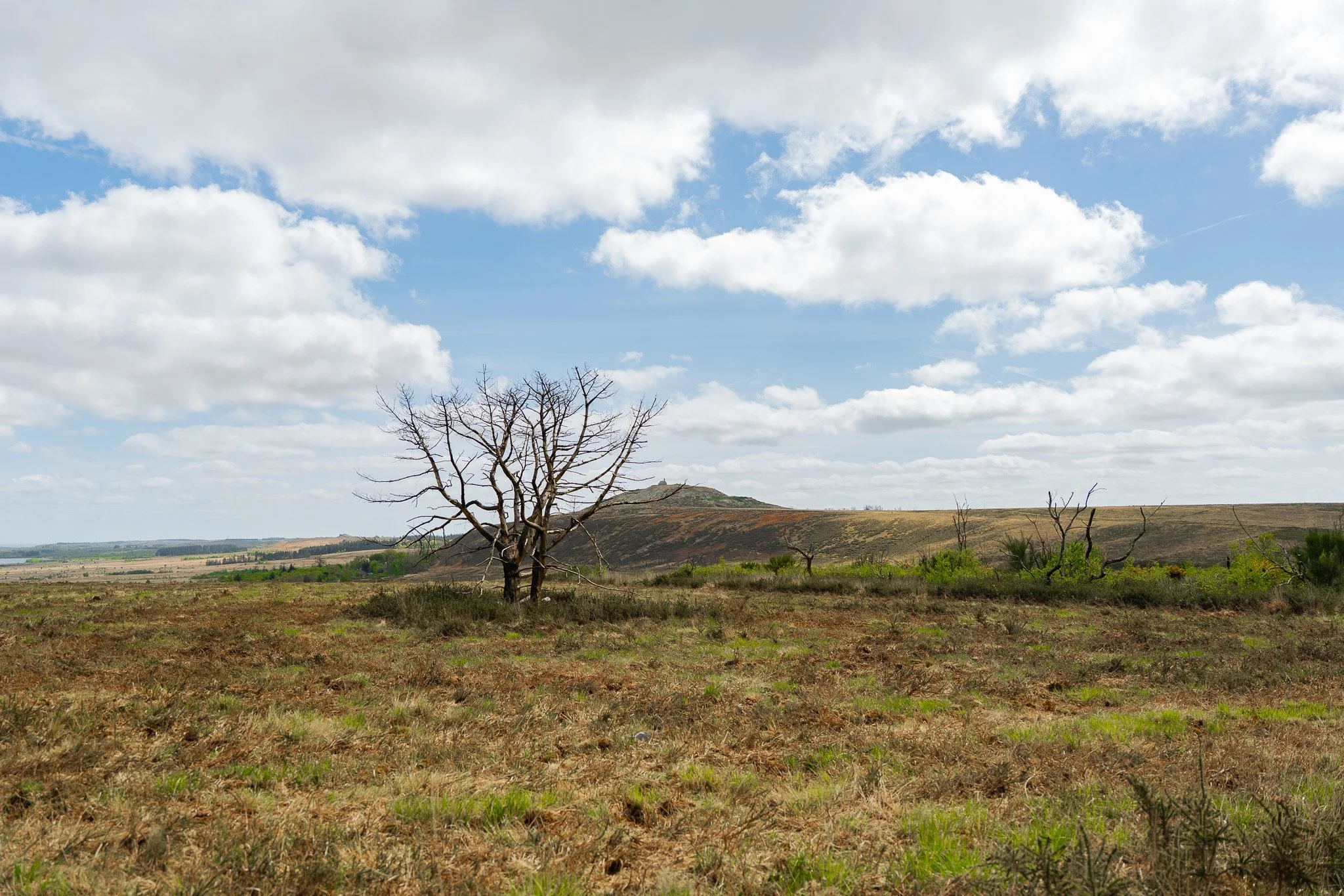 Un paysage de campagne avec un arbre dénudé au premier plan, des collines en arrière-plan et un ciel partiellement nuageux.