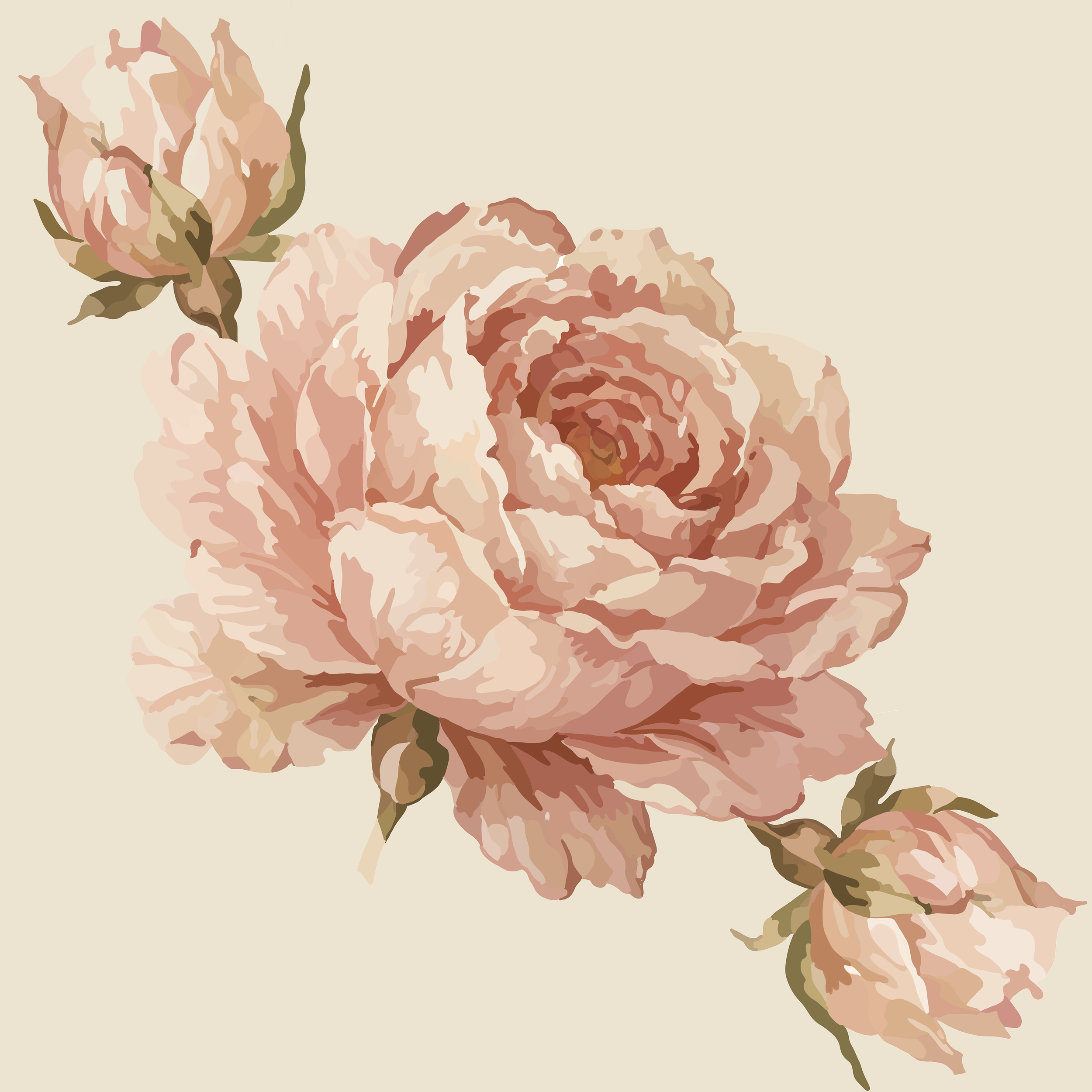 English Rose - Blush