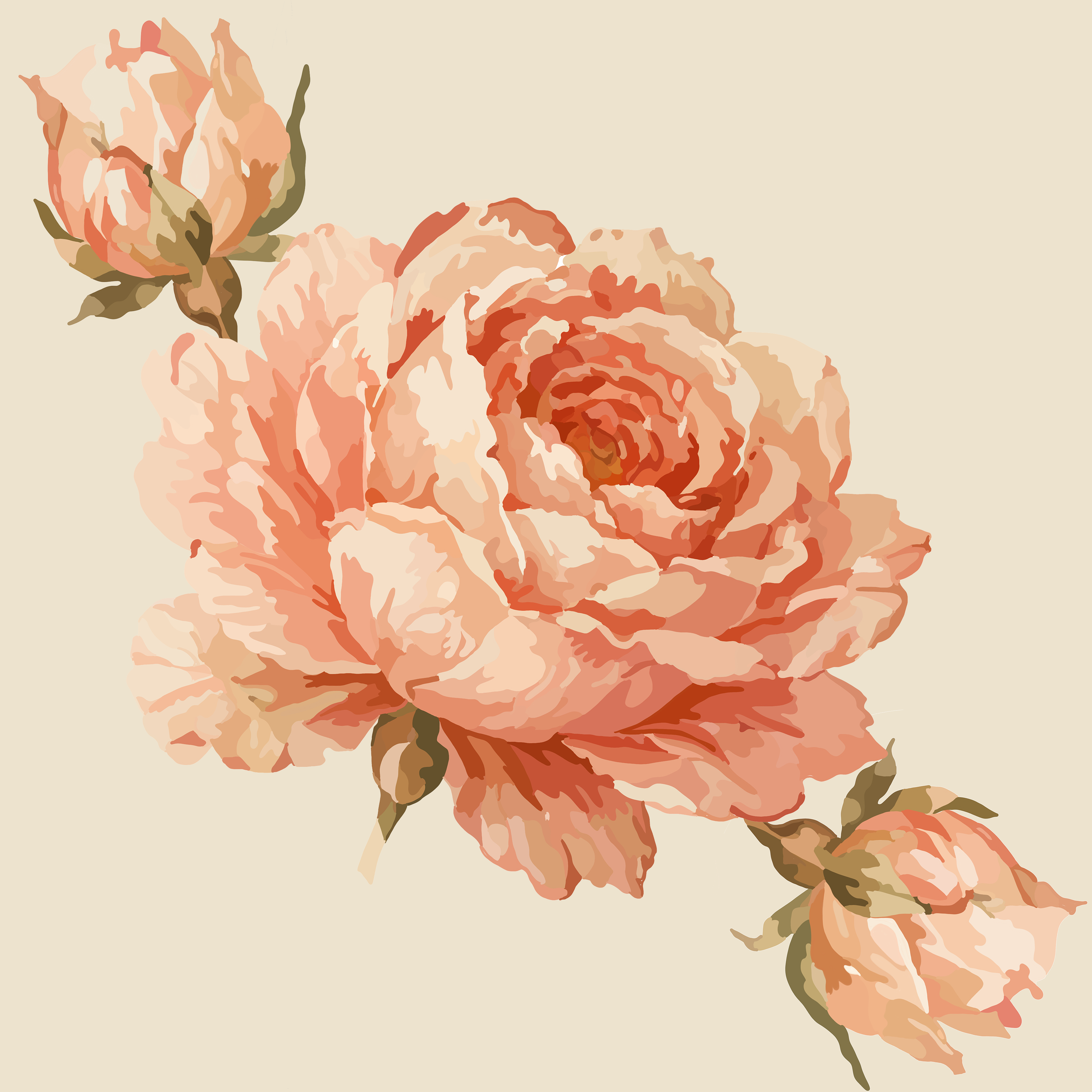 English Rose - Coral