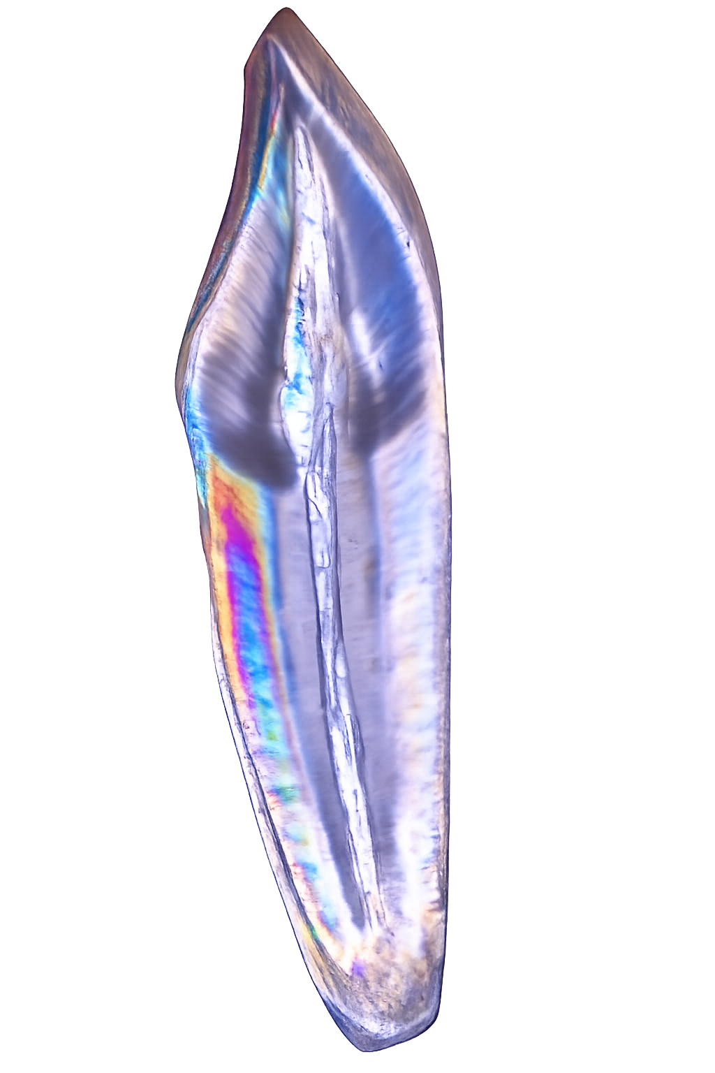 Close-up of a clear, elongated, and pointed crystal with rainbow-like iridescence, set against a blurred background.