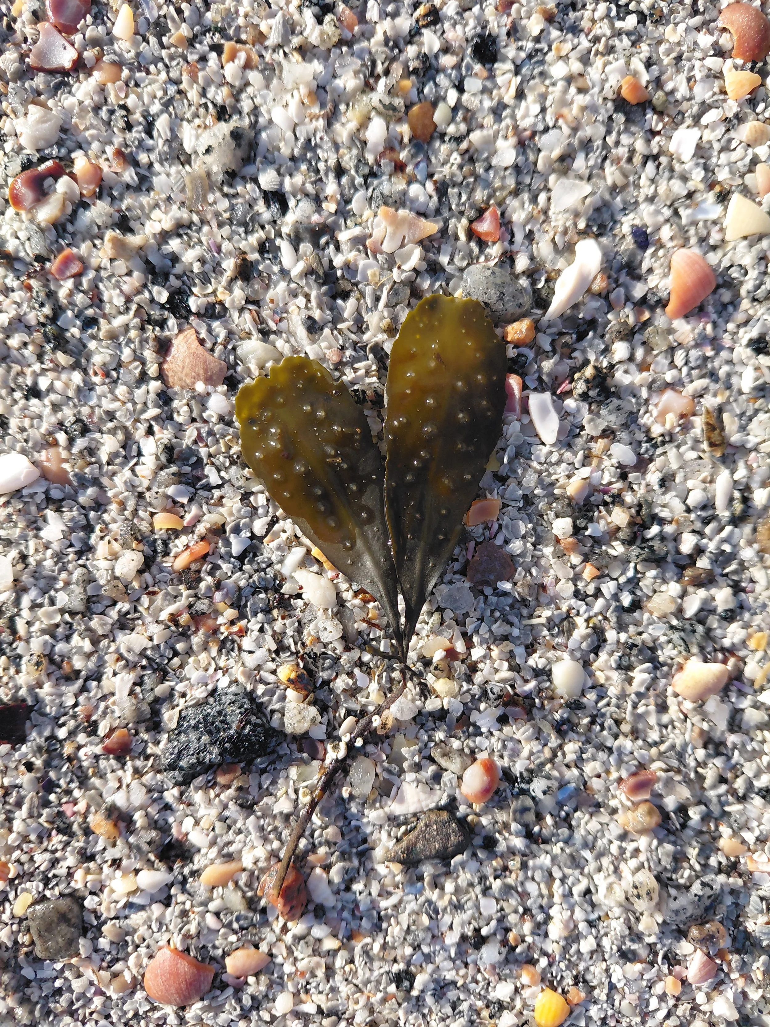 Heart-shaped seaweed on a shell beach