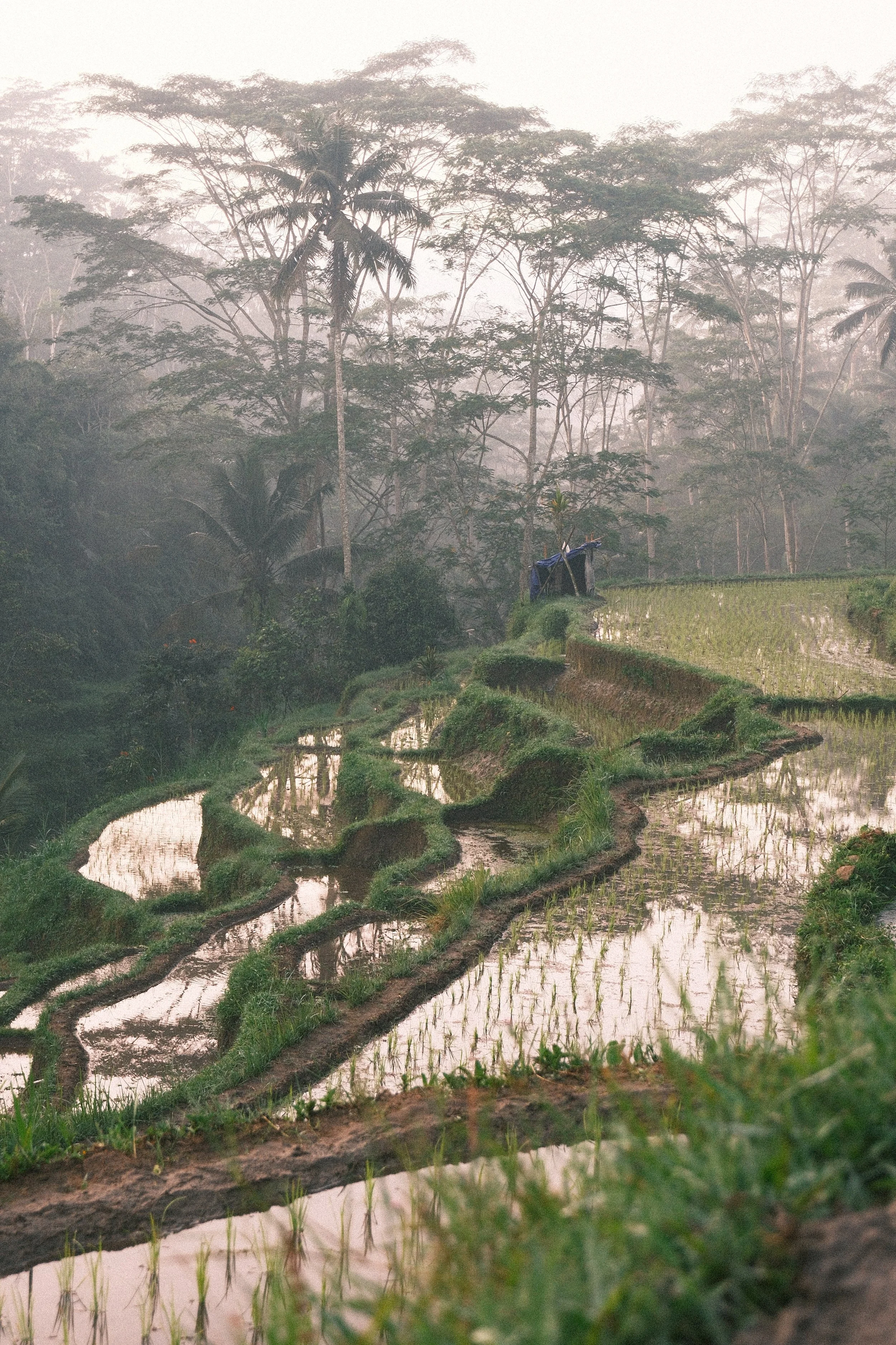 Jungle Nook UGC Ubud 9.JPG