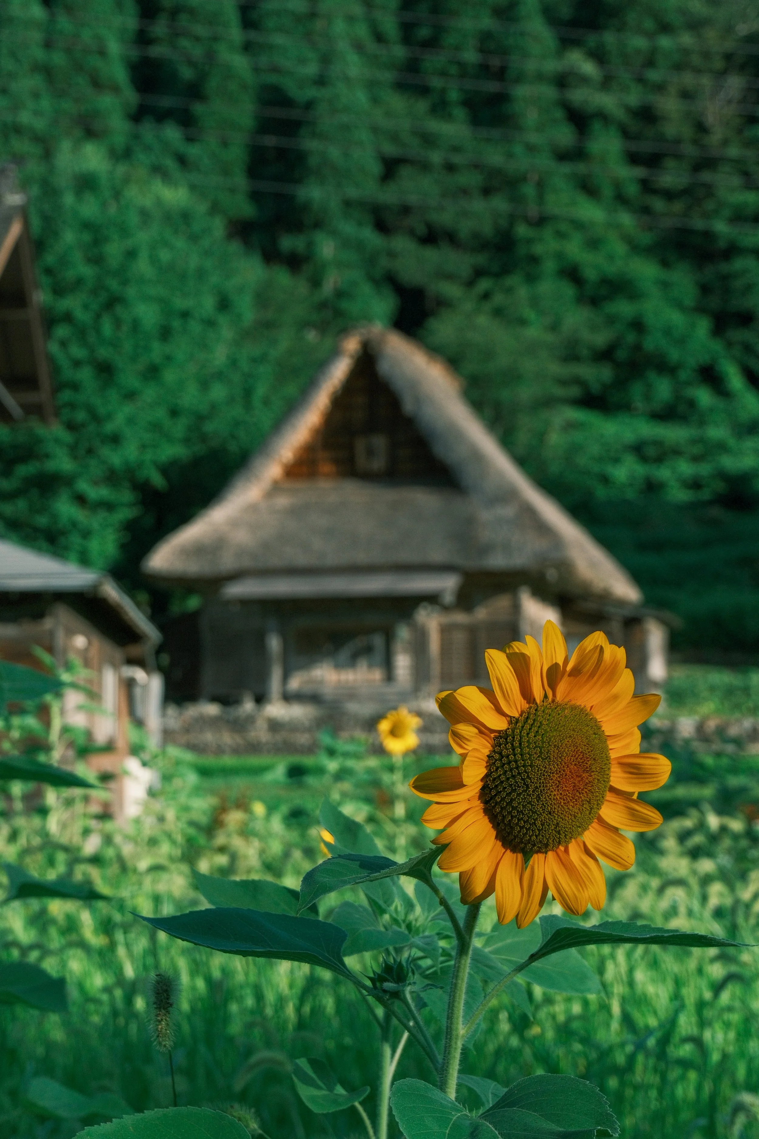 Gassho-Village UGC