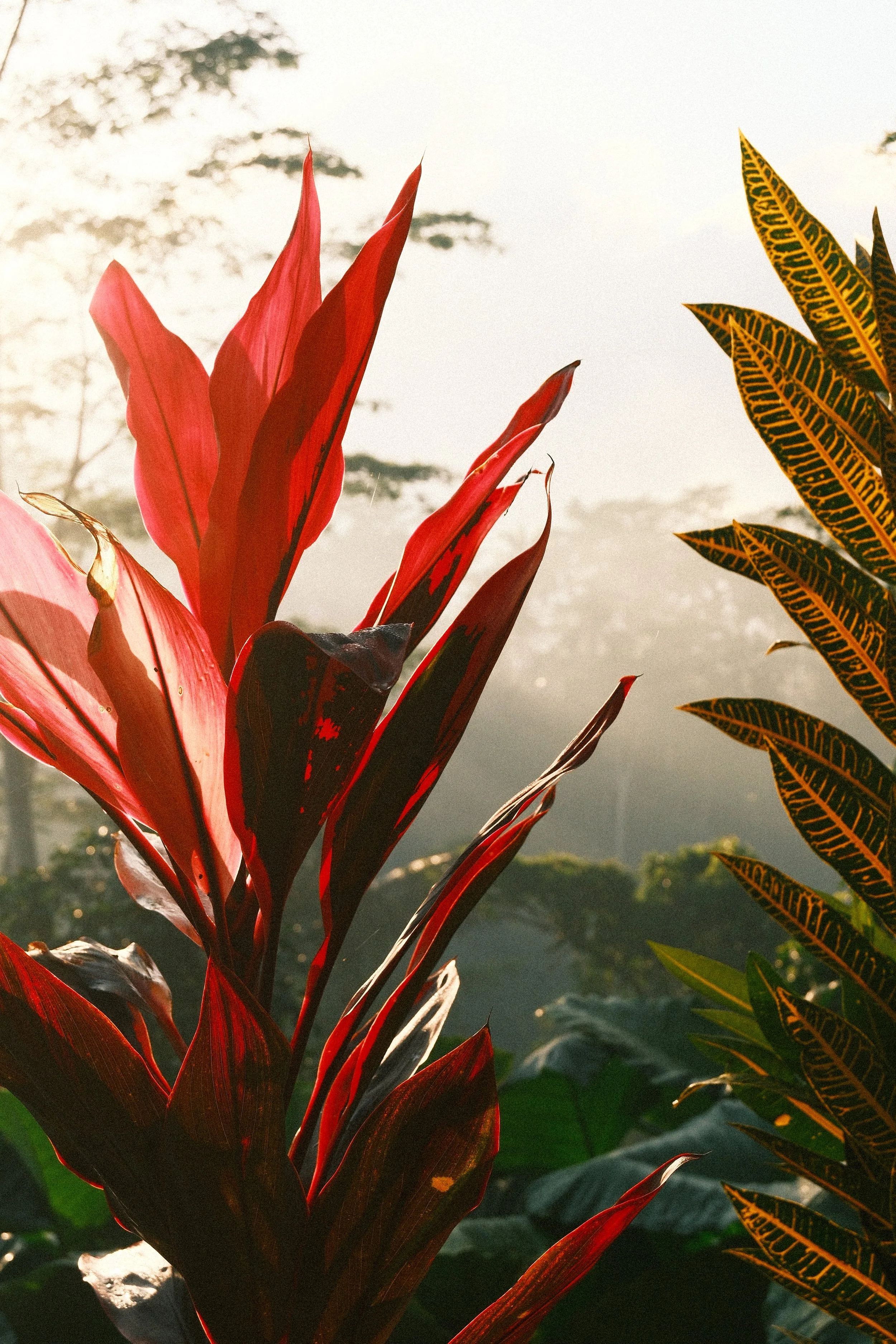 Jungle Nook UGC Ubud 13.JPG