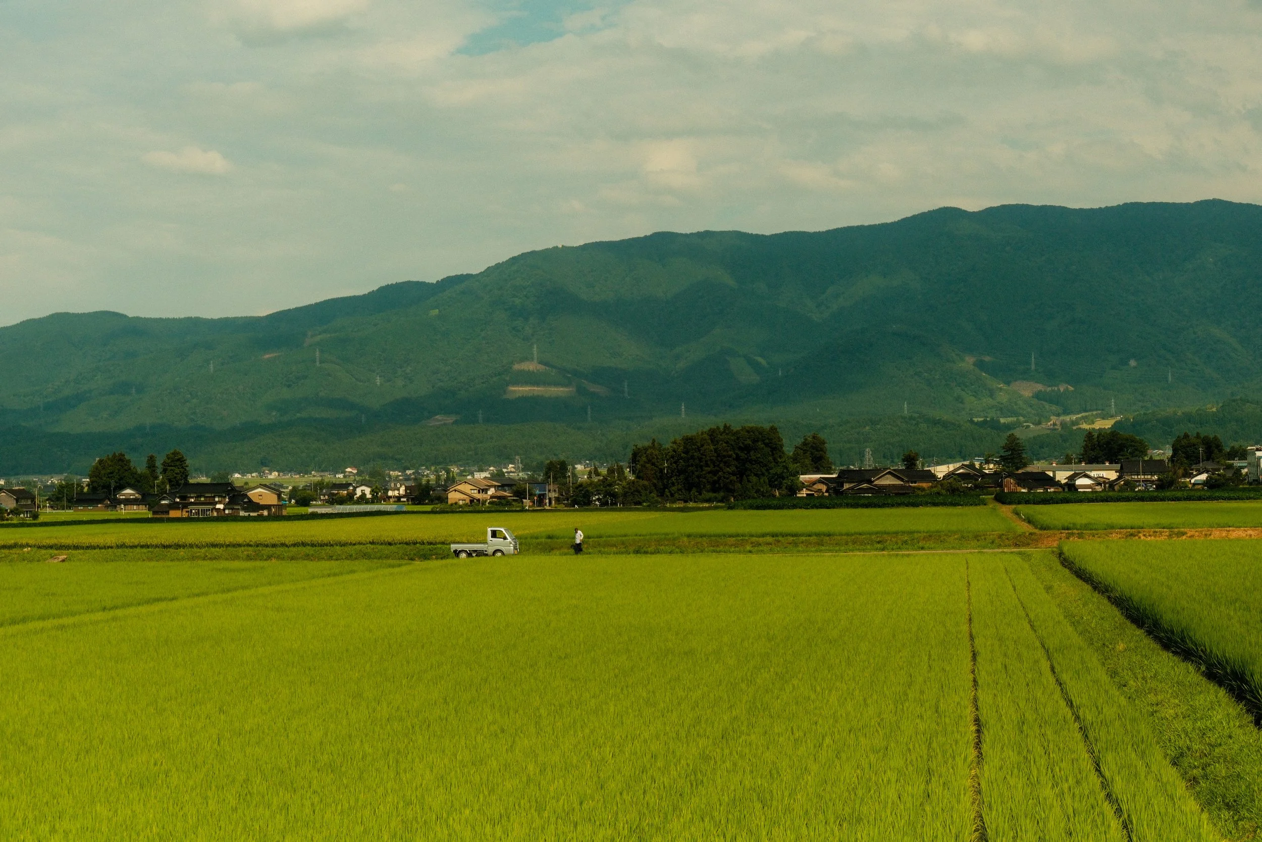 Japan Rice Fields Landscape.jpg