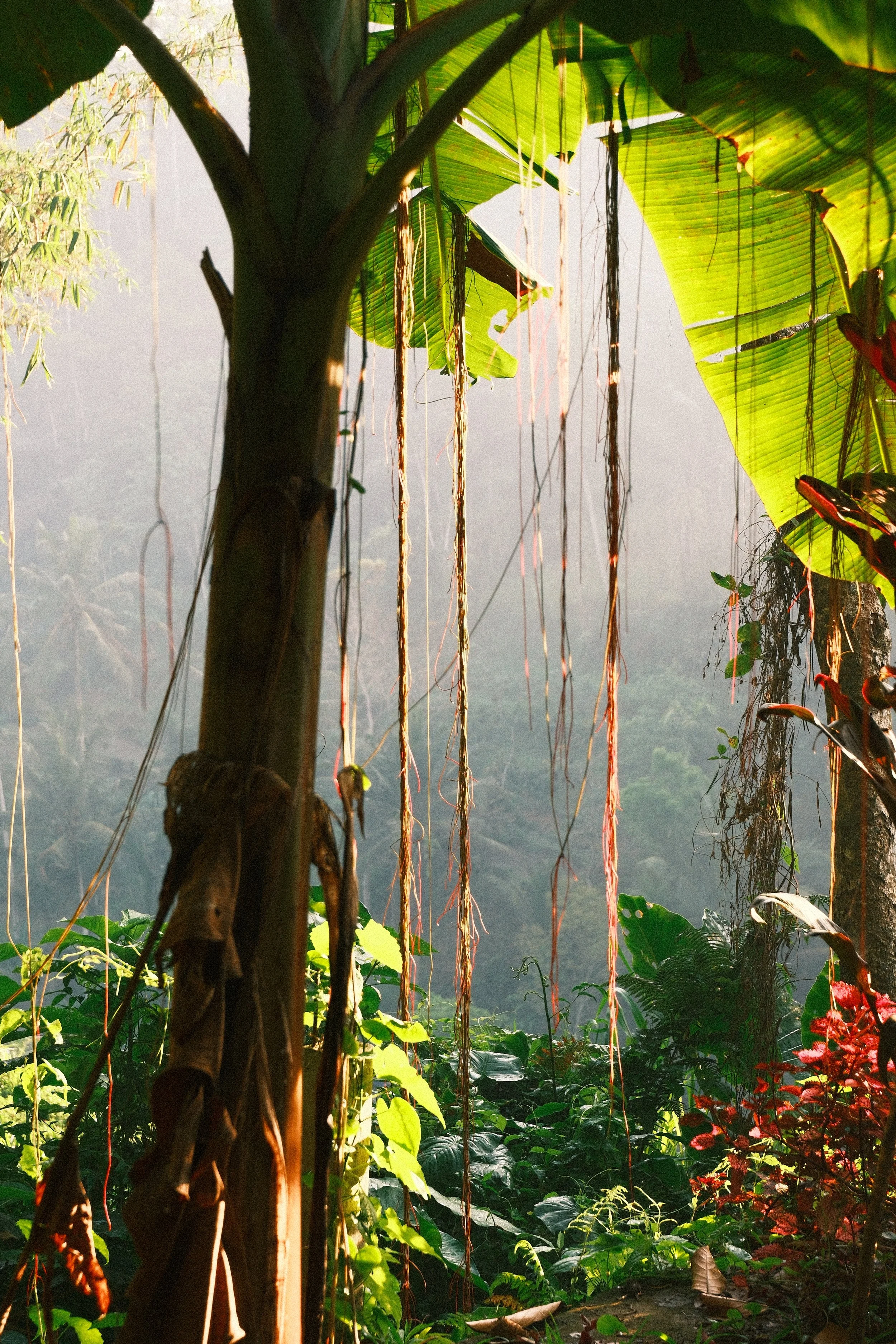 Jungle Nook UGC Ubud 12.JPG