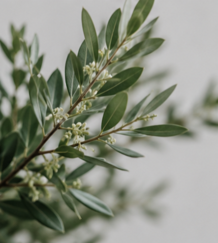 Close-up of green olive leaves and small white flowers on a branch.