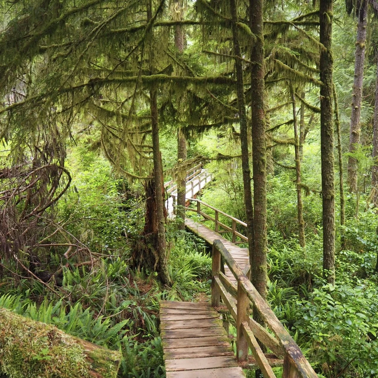 Tofino Rainforest Trail