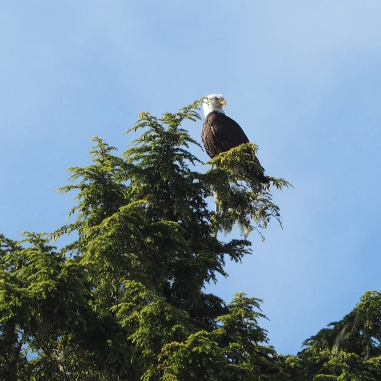 Eagle Tofino