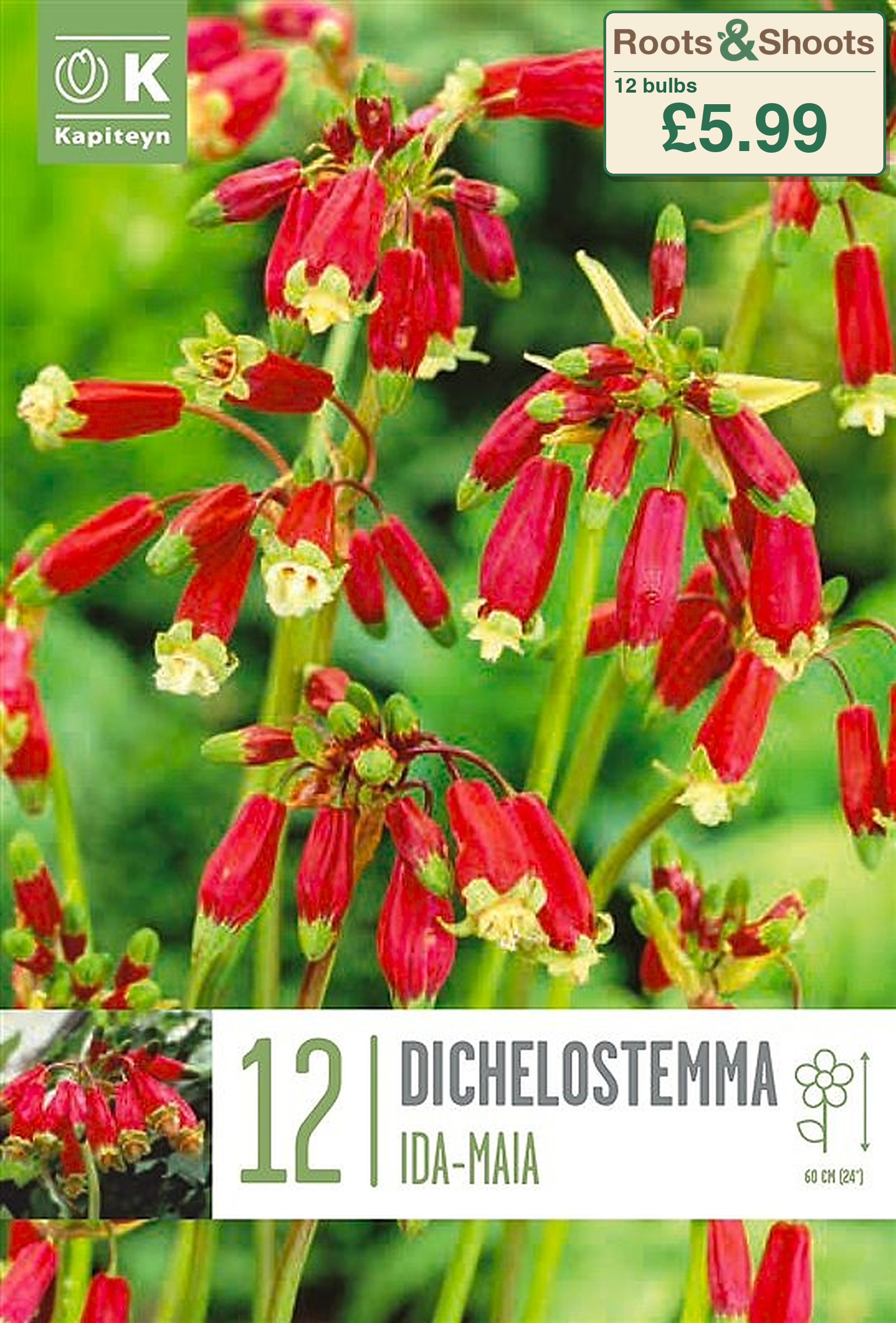 606059 - Dichelostemma ida-maia.png