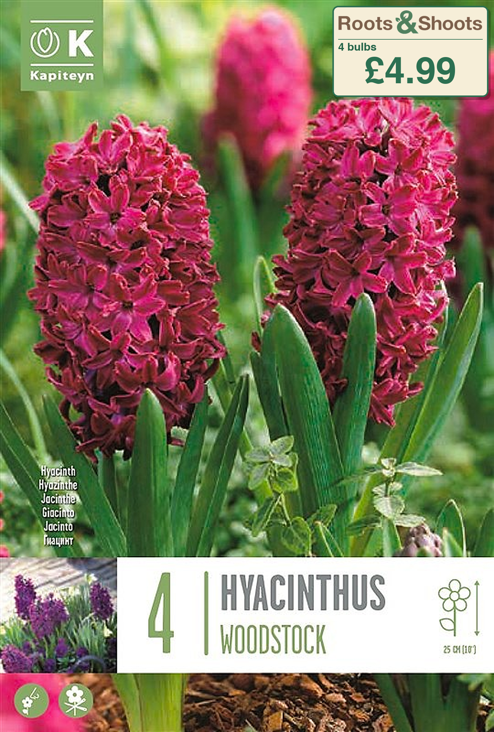 601055 - Hyacinthus - WOODSTOCK.png