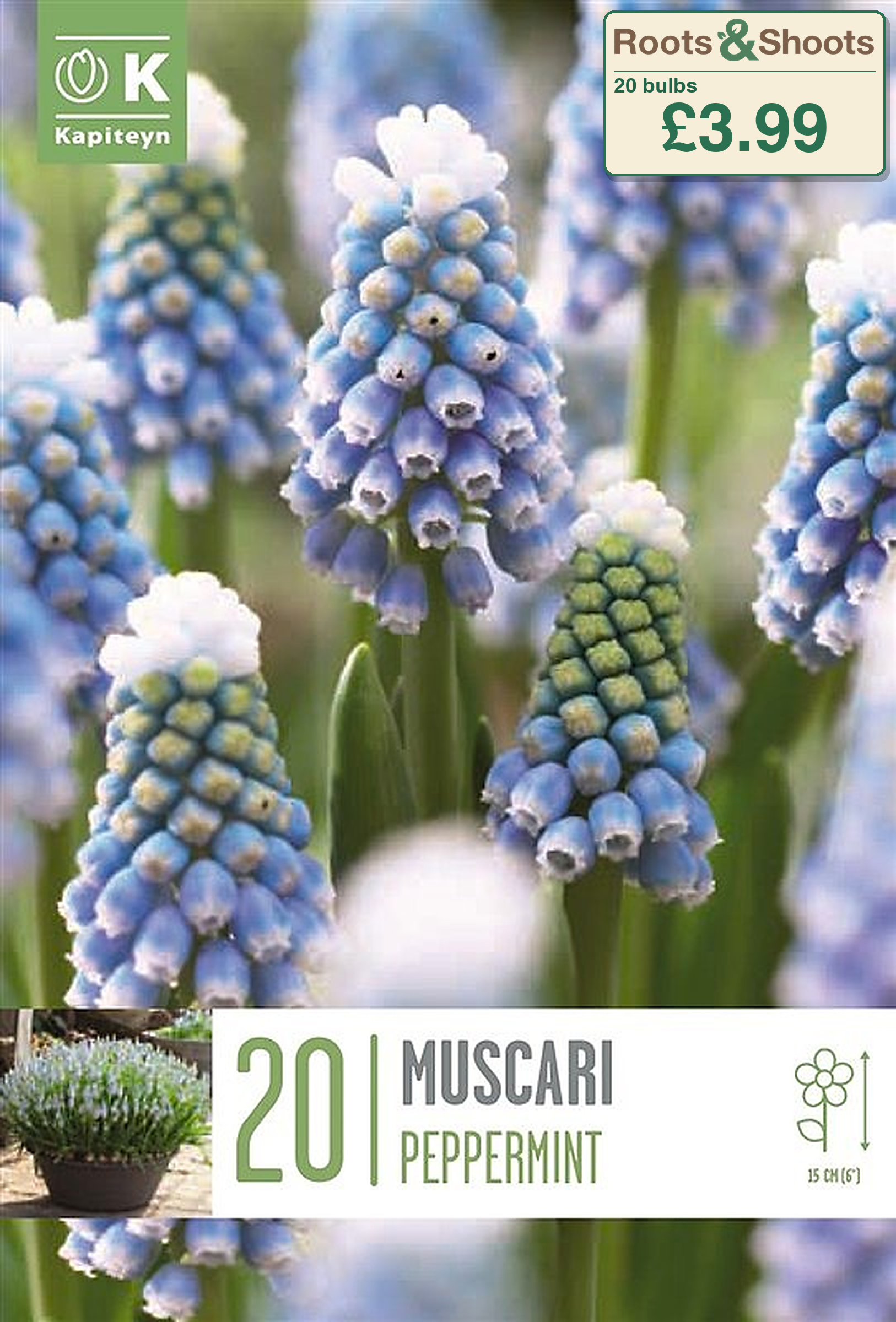 606222 - Muscari armeniacum - PEPPERMINT.png