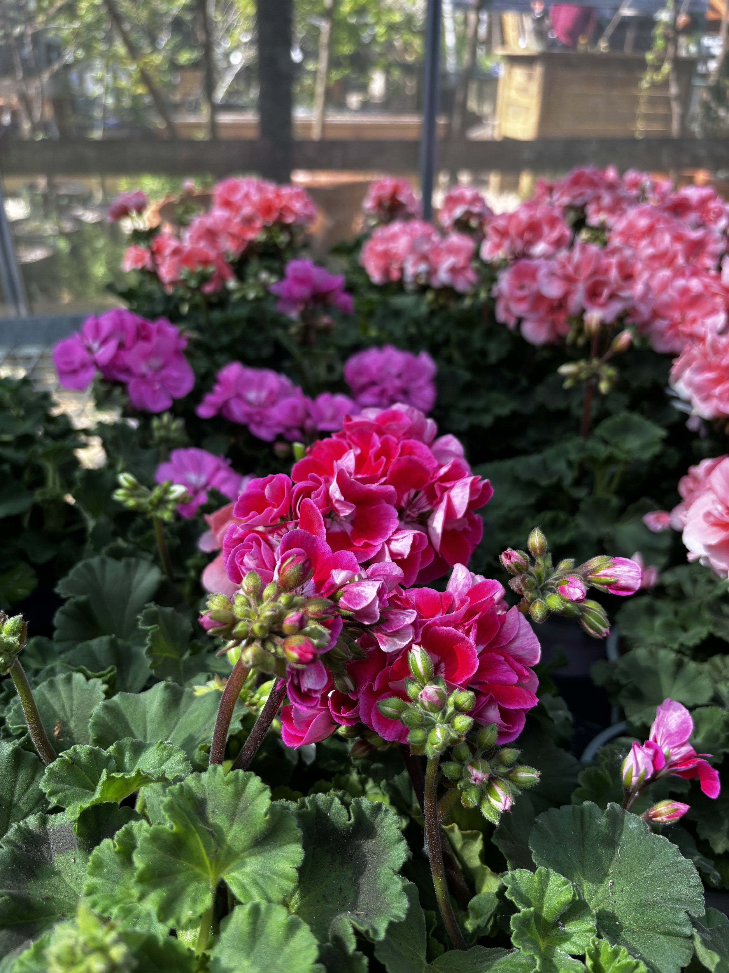 Pink and purple geranium flowers blooming in a garden with green leaves, wooden fence, and trees in the background.