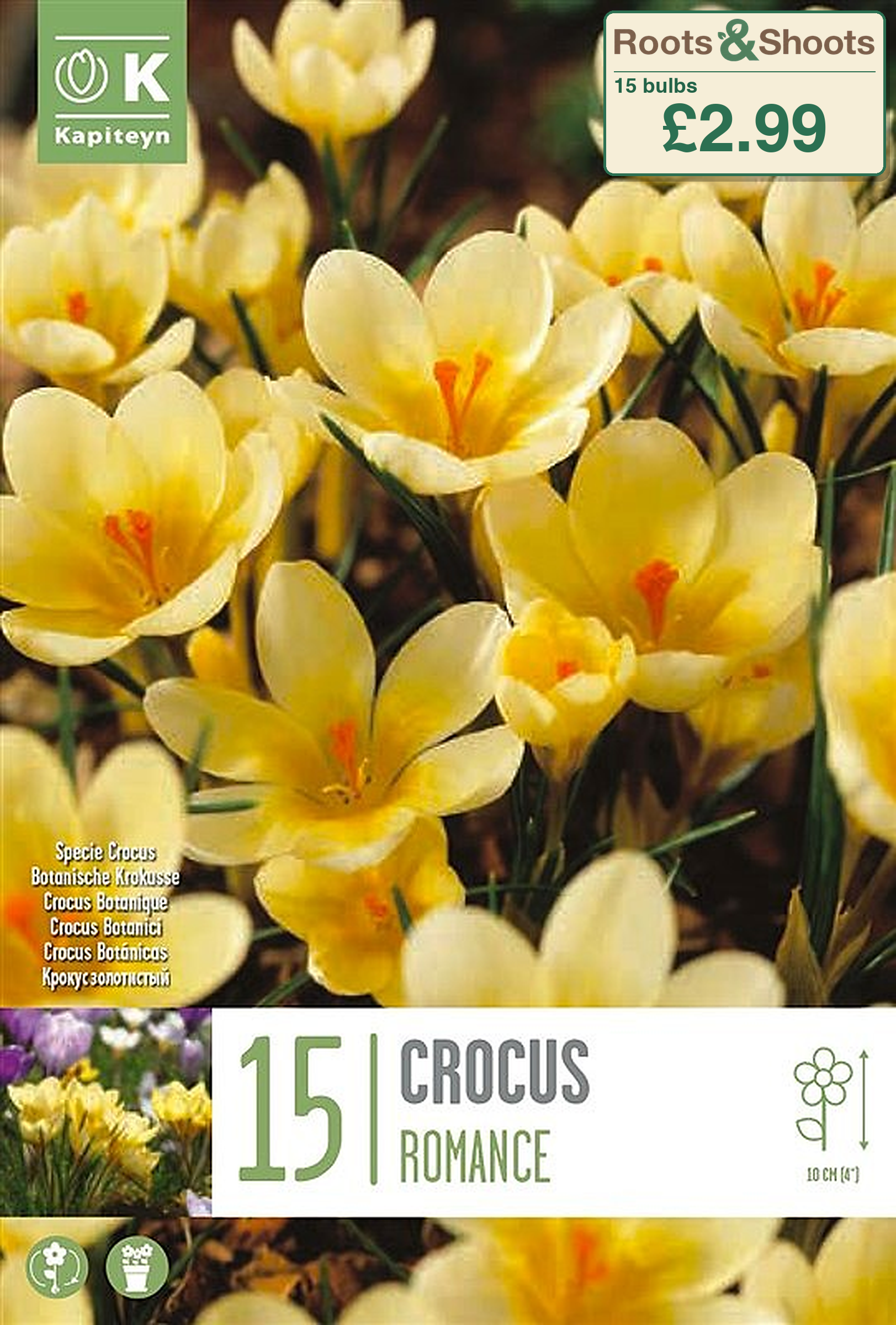 605225 - Crocus chrysanthus - ROMANCE.png