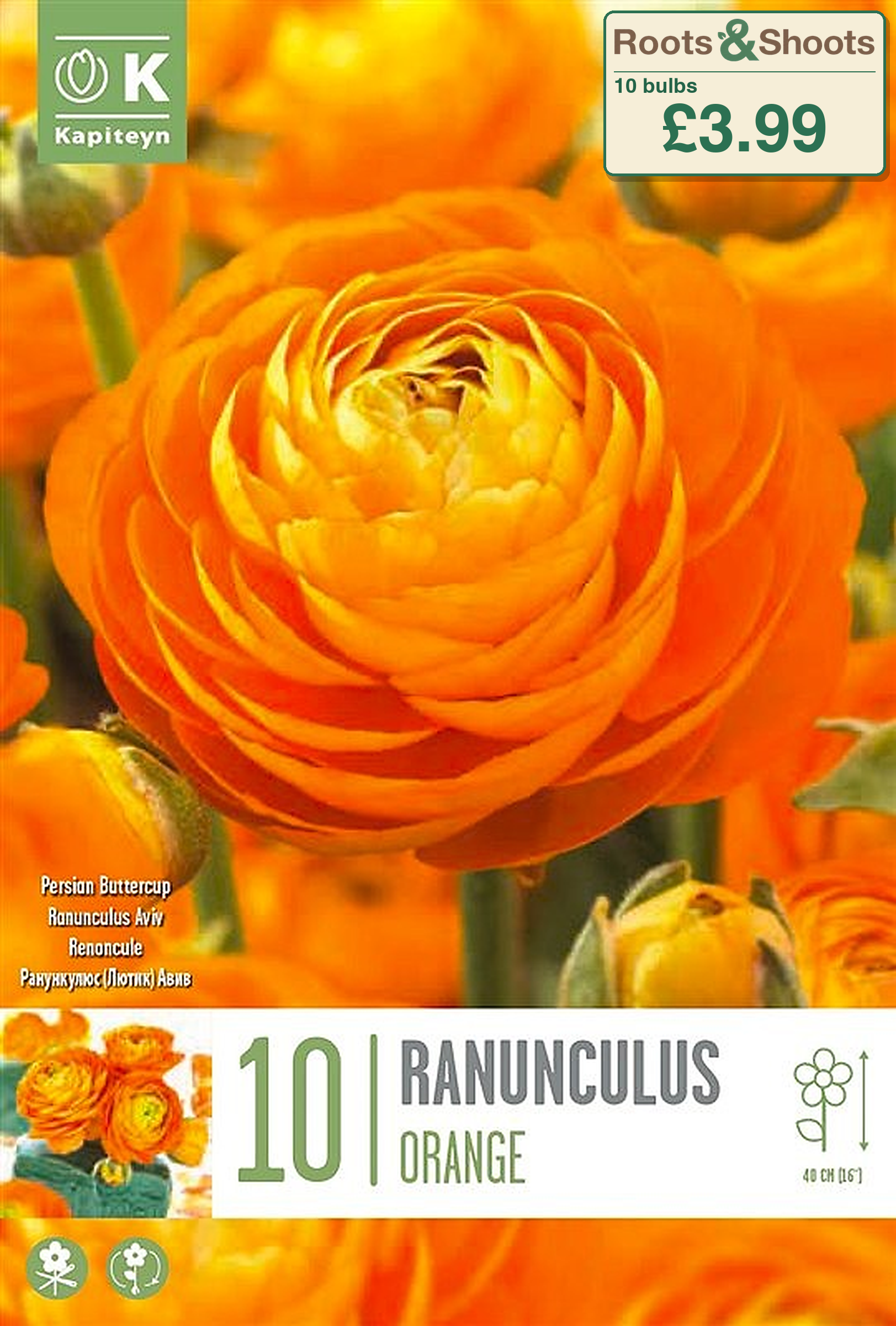 606245 - Ranunculus asiaticus - AVIV ORANGE.png