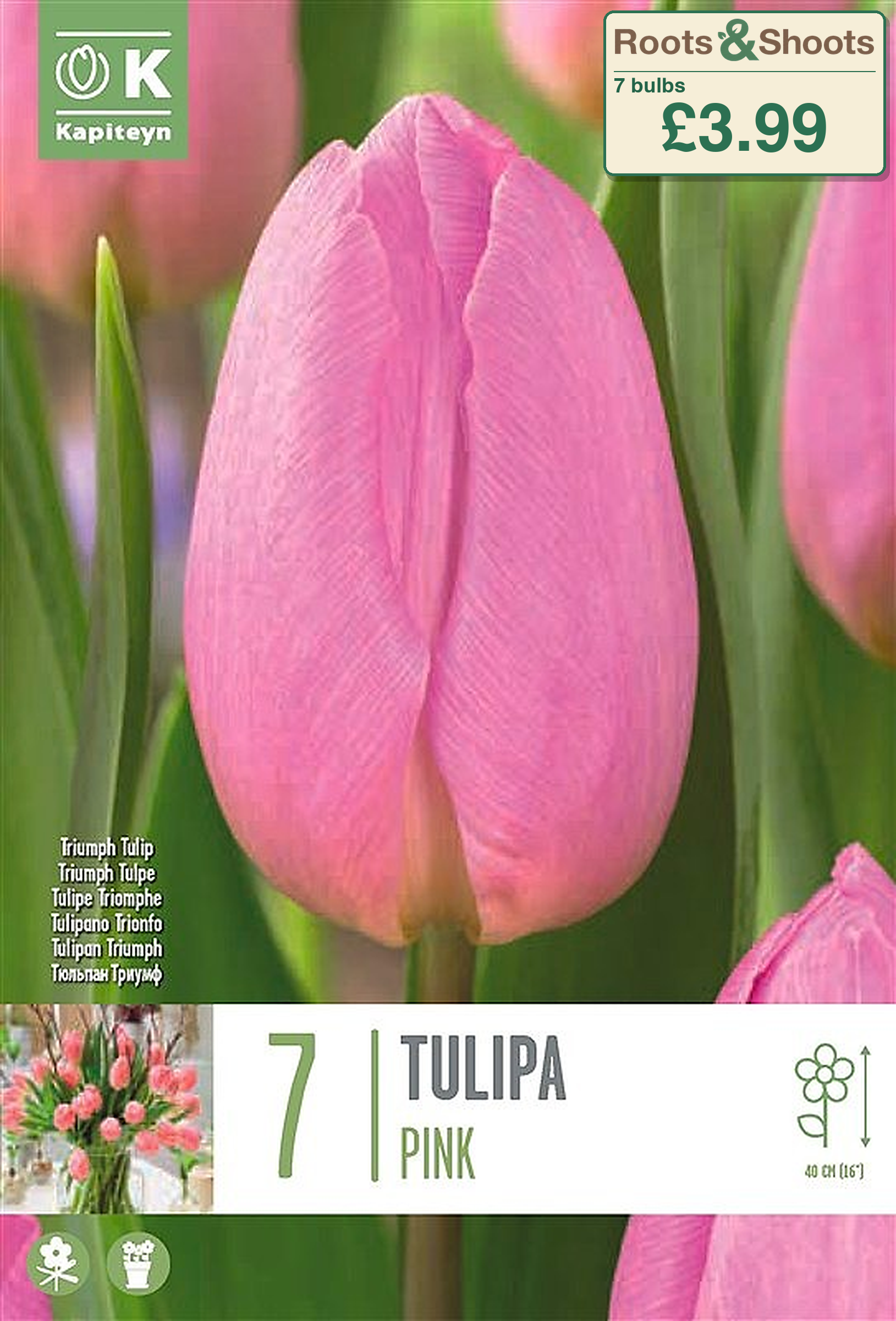 603554 - Tulipa triumph - PINK.png