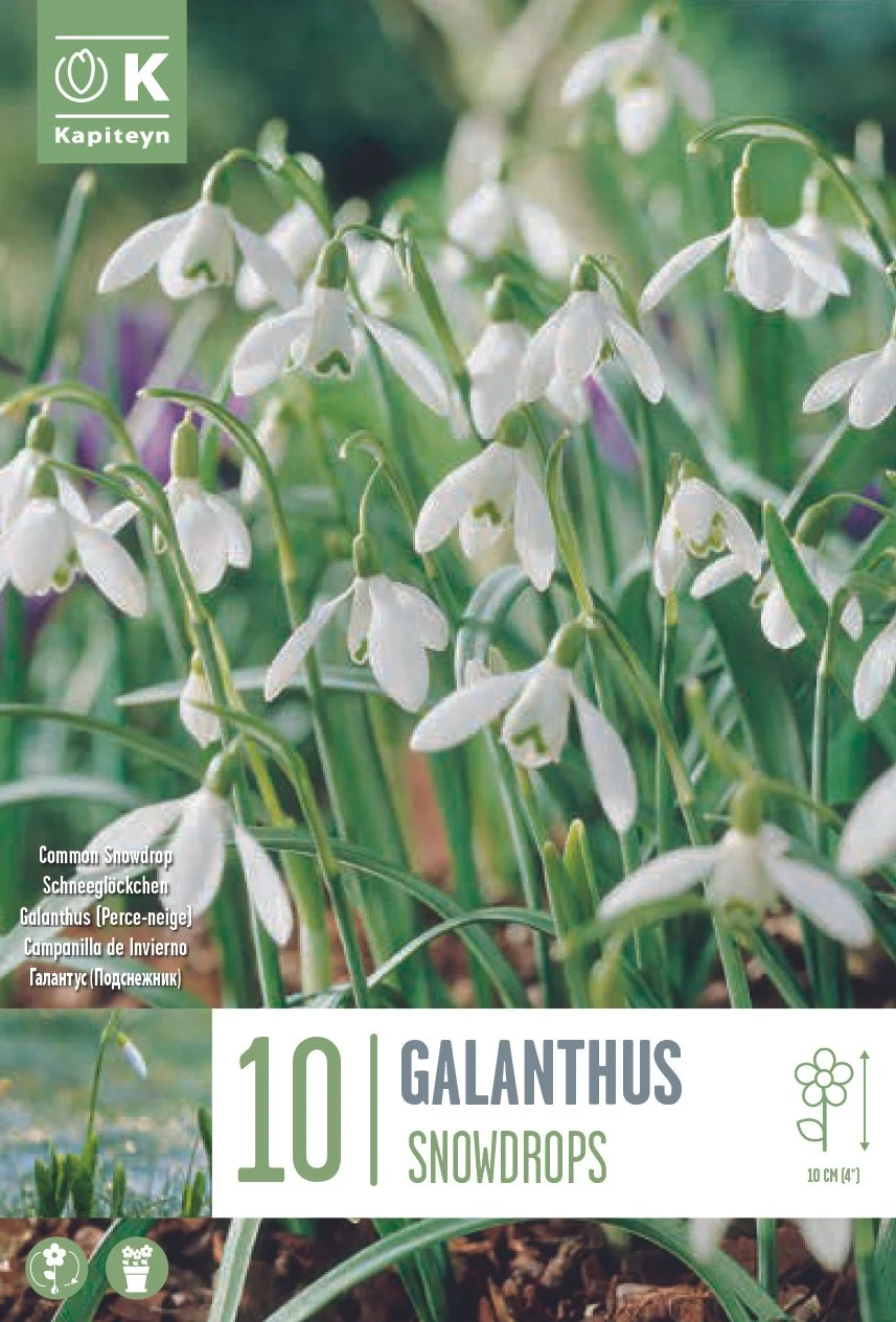 606115UK - Galanthus nivalis.jpg