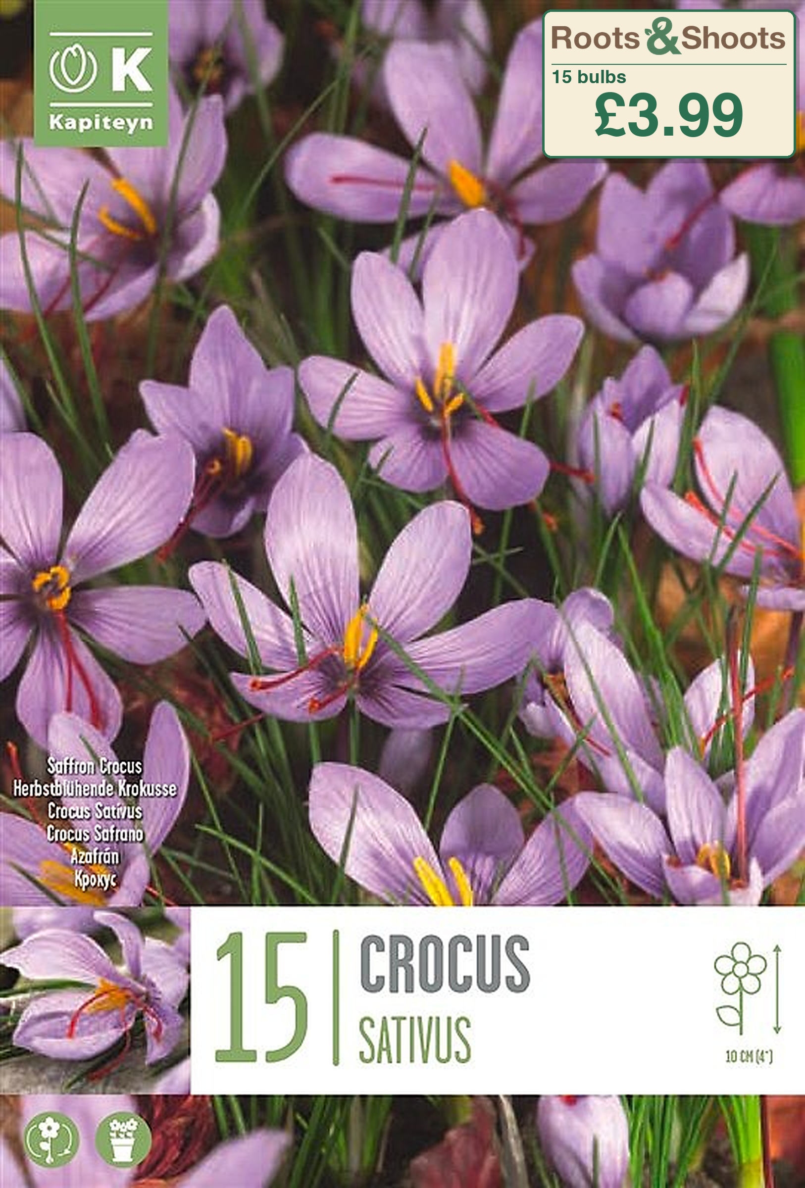 605055 - Crocus sativus.png