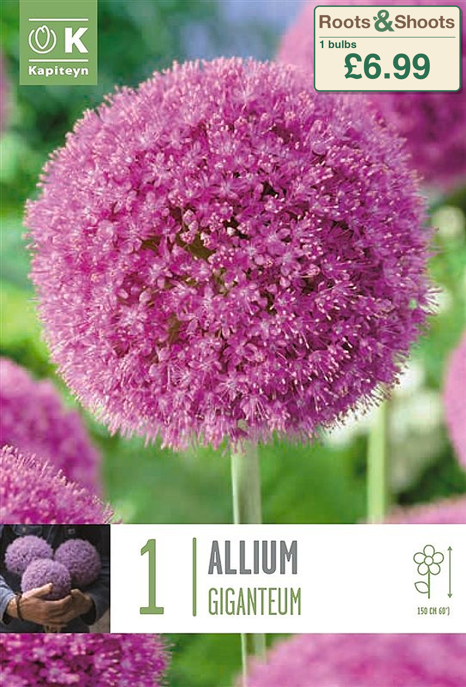 607021 - Allium giganteum.png