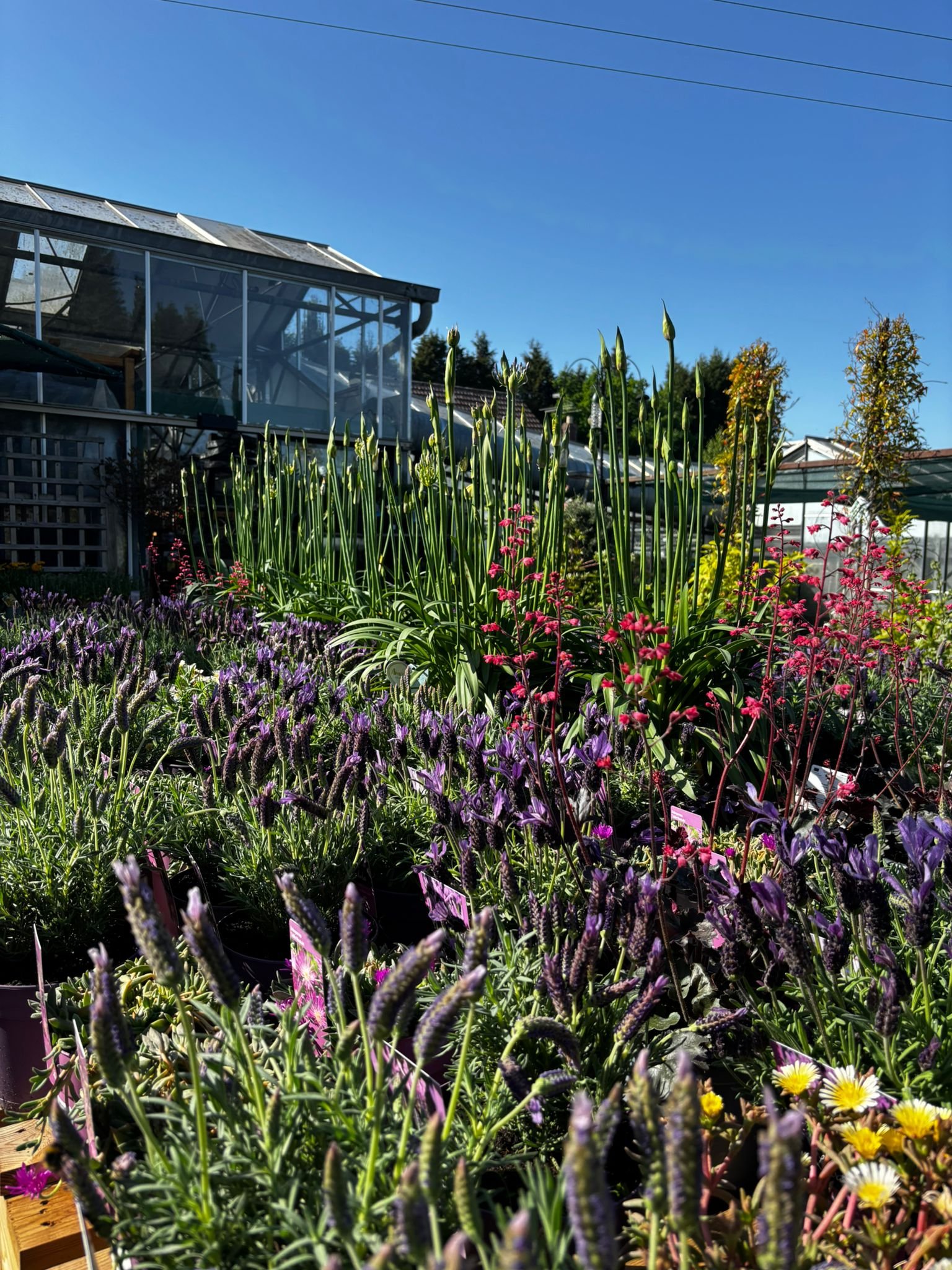 A garden center with a greenhouse in the background and various colorful flowers, including purple, pink, yellow, and white, in the foreground under a clear blue sky.