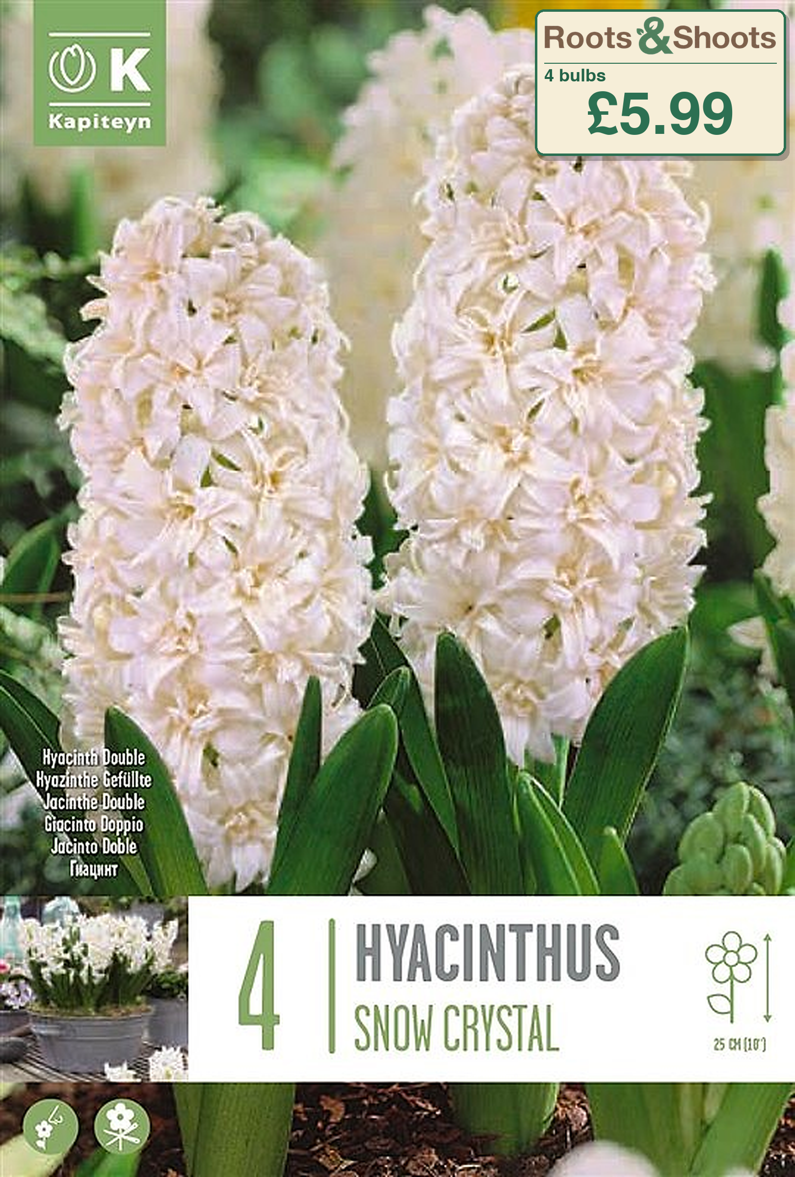 601100 - Hyacinthus double - SNOW CRYSTAL.png