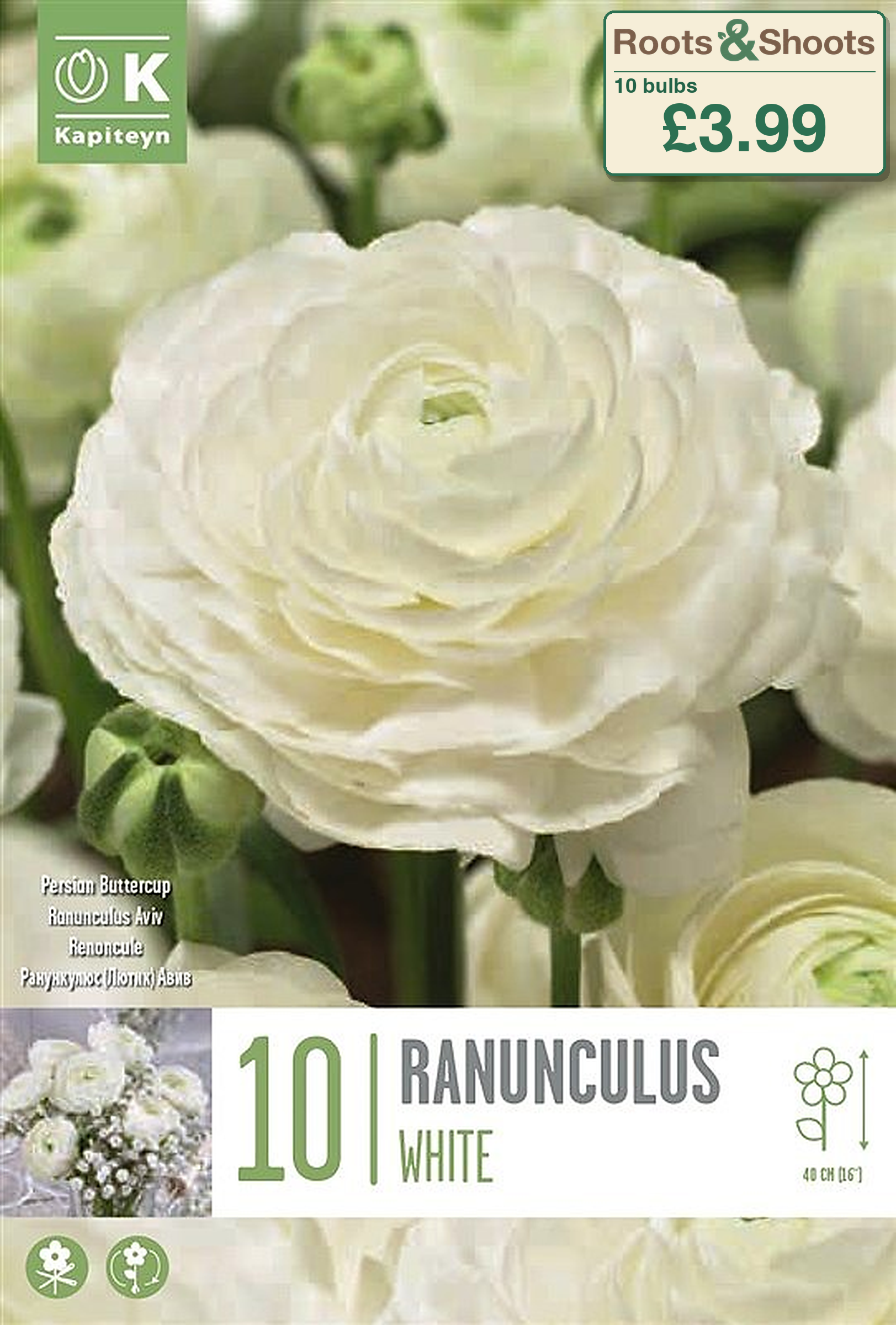 606240 - Ranunculus asiaticus - AVIV WHITE.png