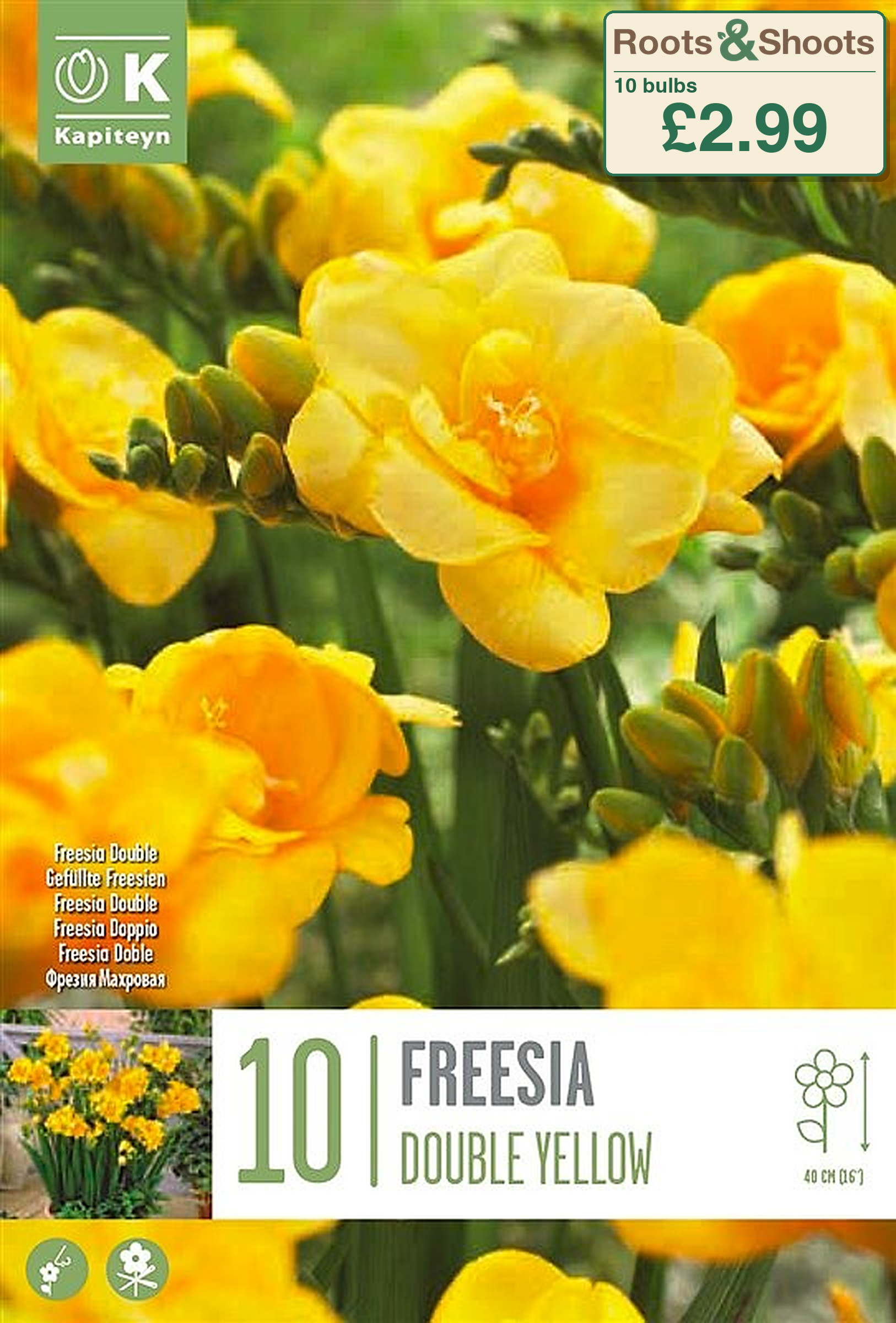 606100 - Freesia double - YELLOW.png
