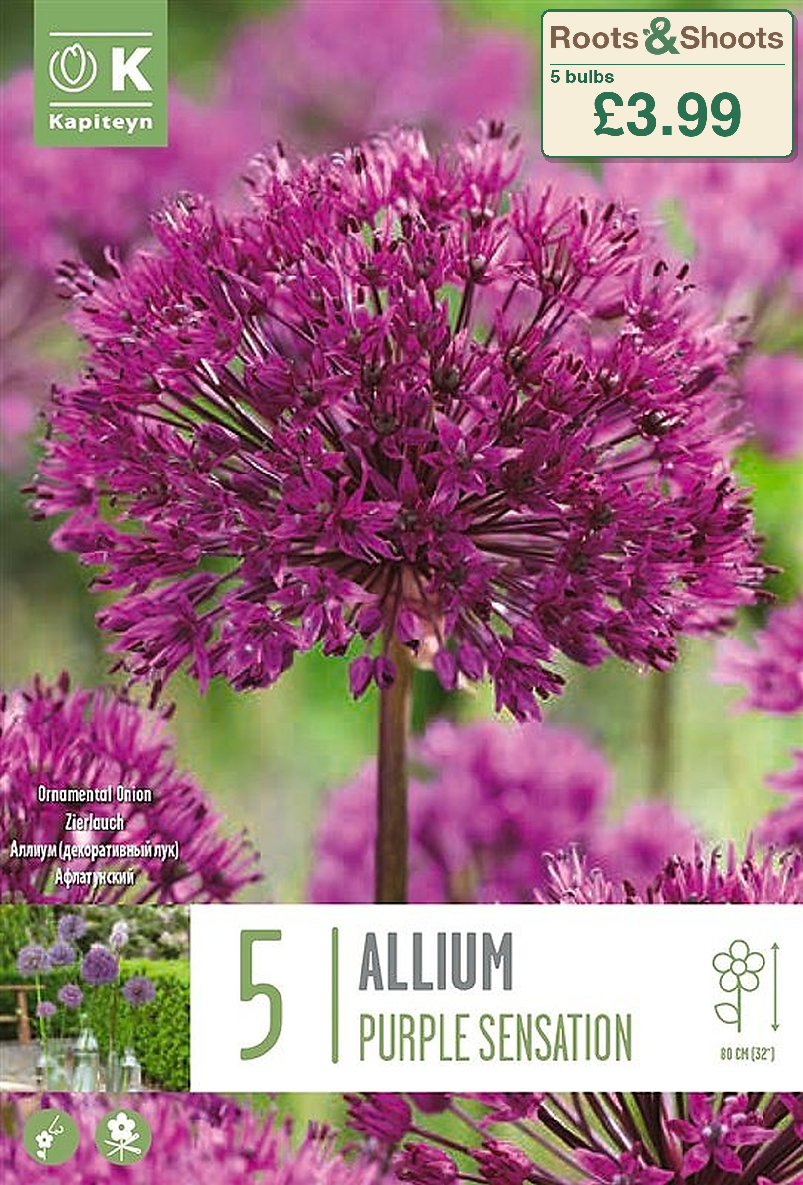 607000 - Allium hollandicum - PURPLE SENSATION.png