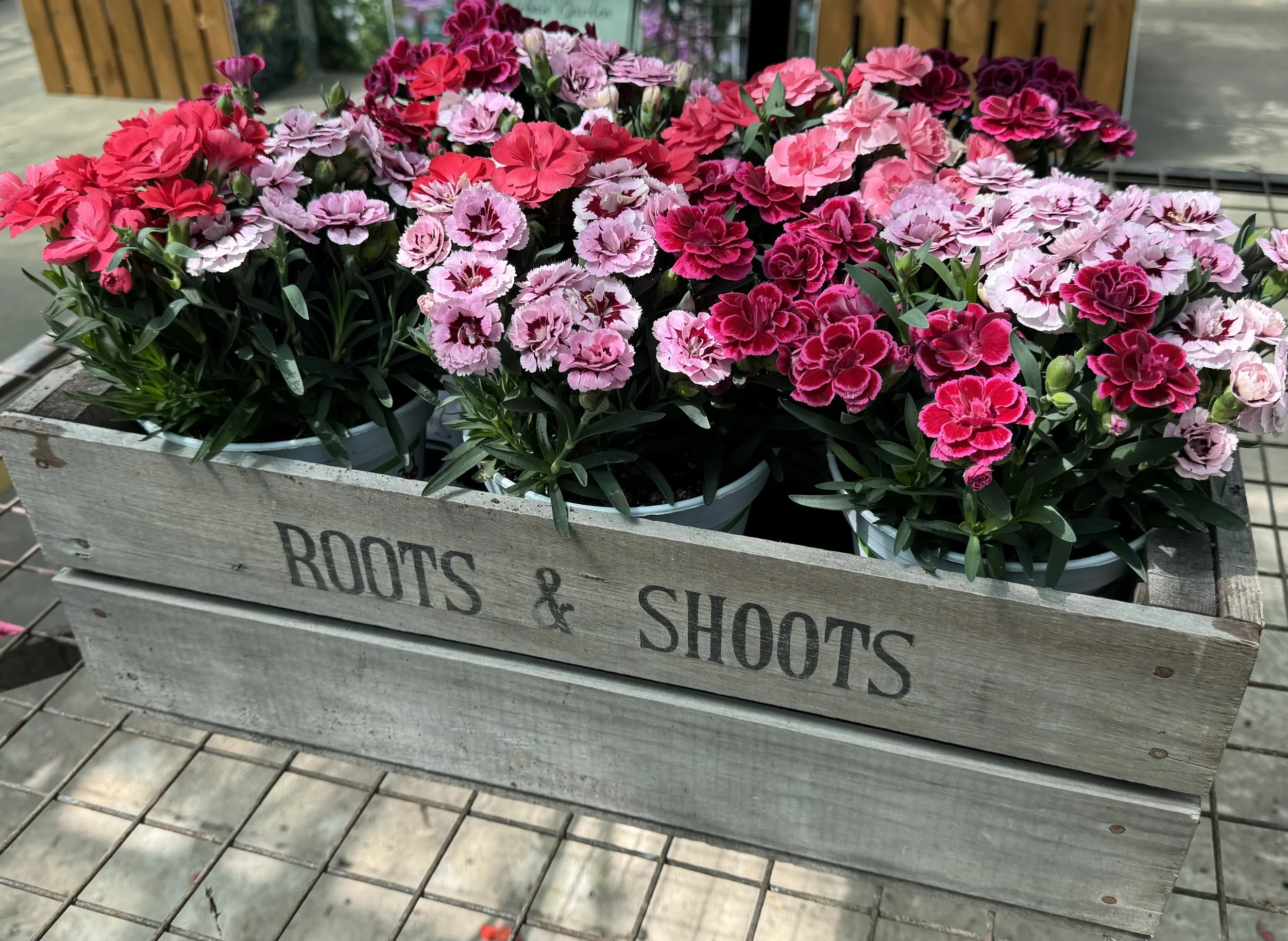A wooden display crate filled with pink, red, and purple carnations inside a greenhouse or garden center.