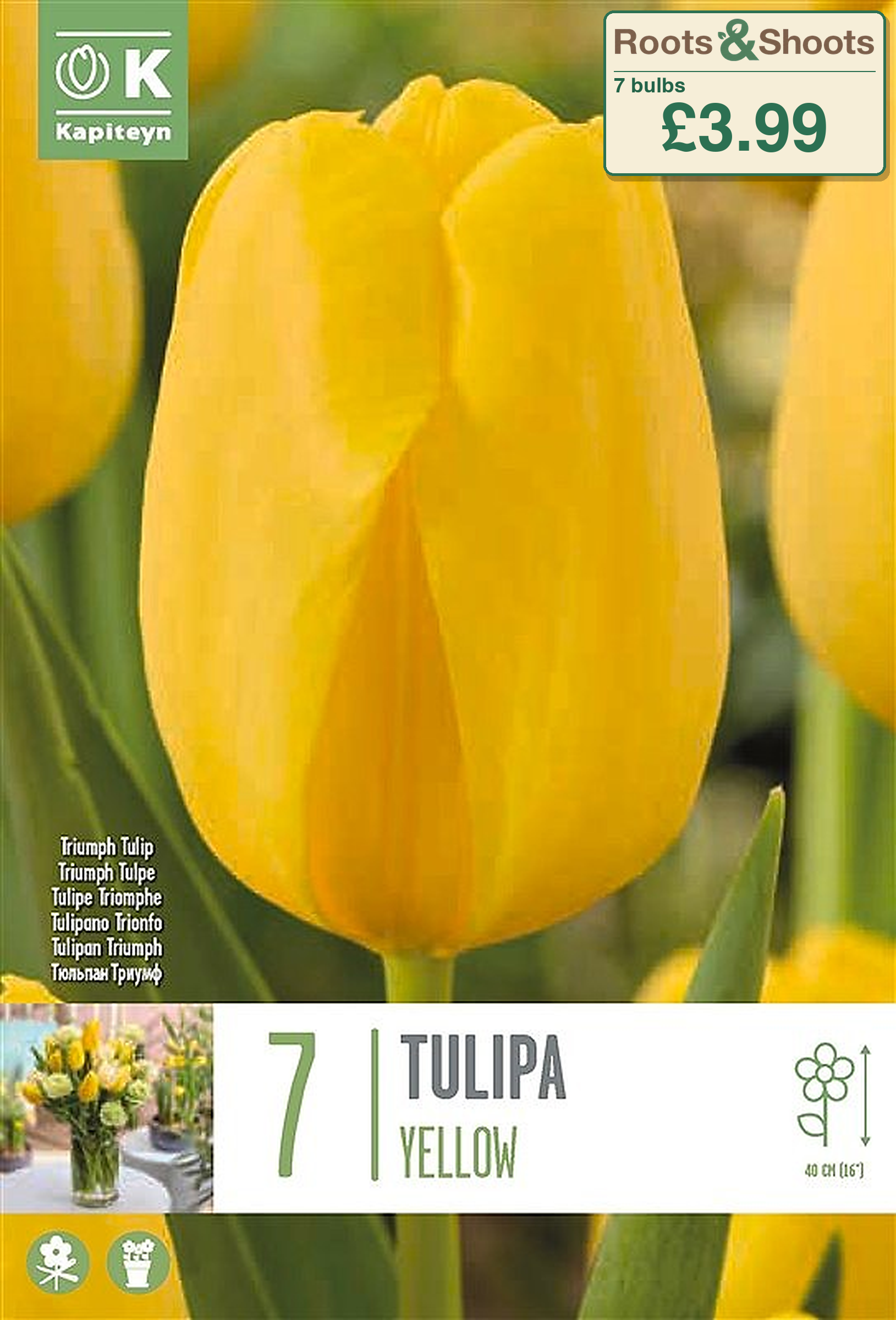 603550 - Tulipa triumph - YELLOW.png