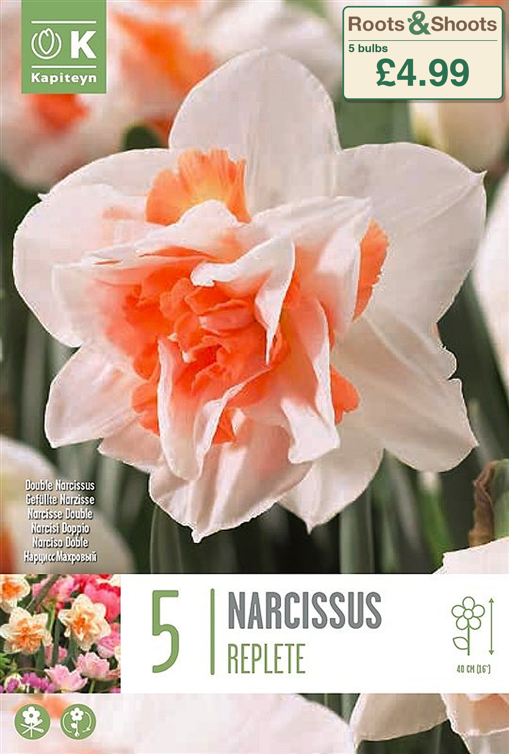 604225 - Narcissus double - REPLETE.png