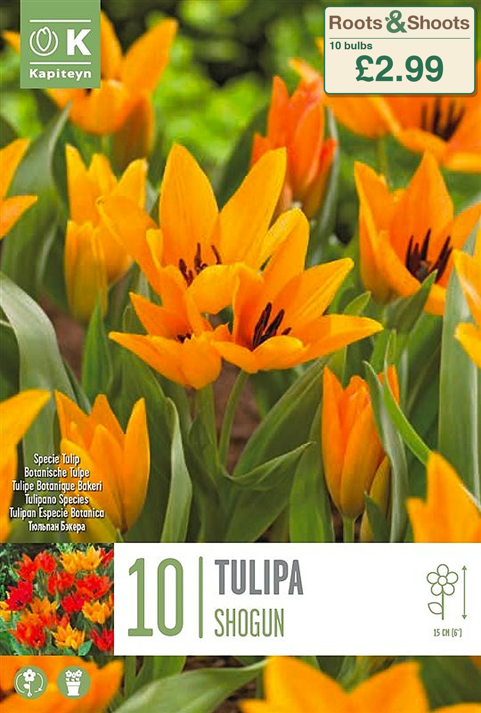 602836 - Tulipa praestans - SHOGUN.png