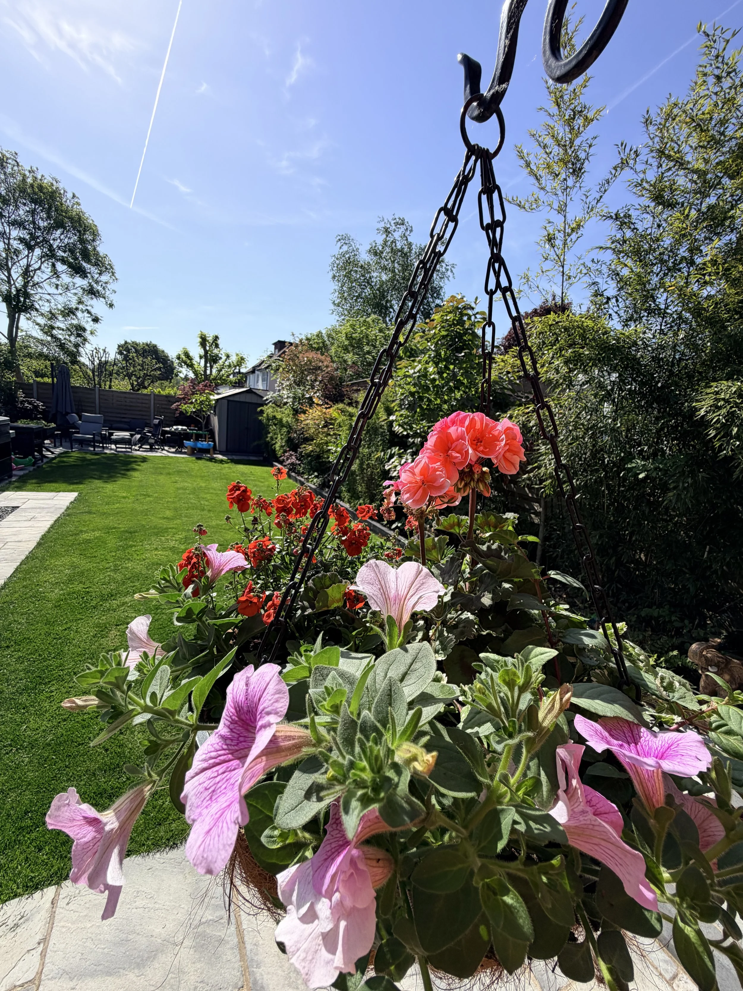 Colorful flowers hanging in a garden with a lawn, trees, and a patio in the background, under a clear blue sky with a visible contrail.