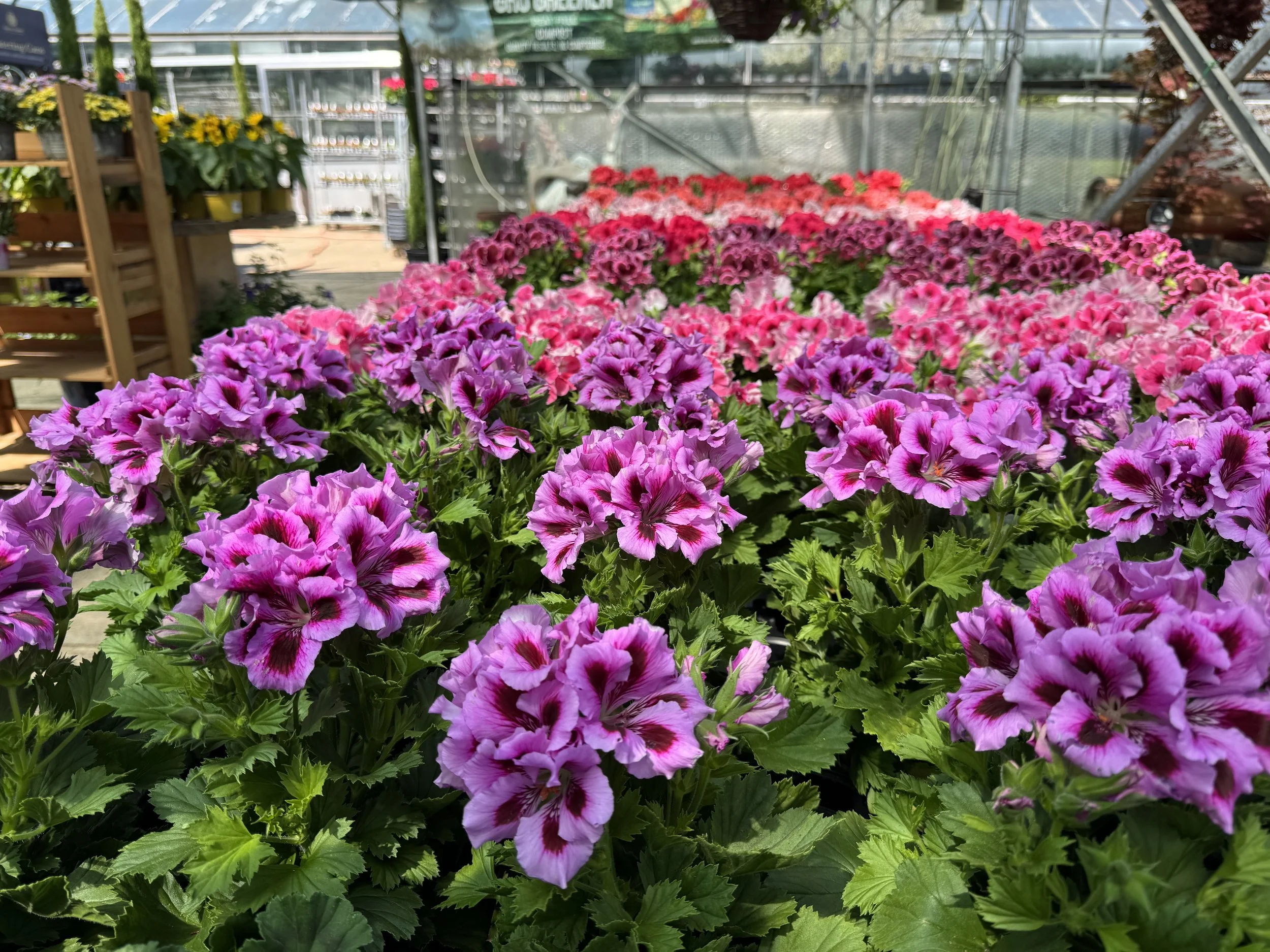 Colorful flowers, mostly purple and pink, covering the ground in a greenhouse or garden center with a metal structure and additional flowers and plant shelves in the background.