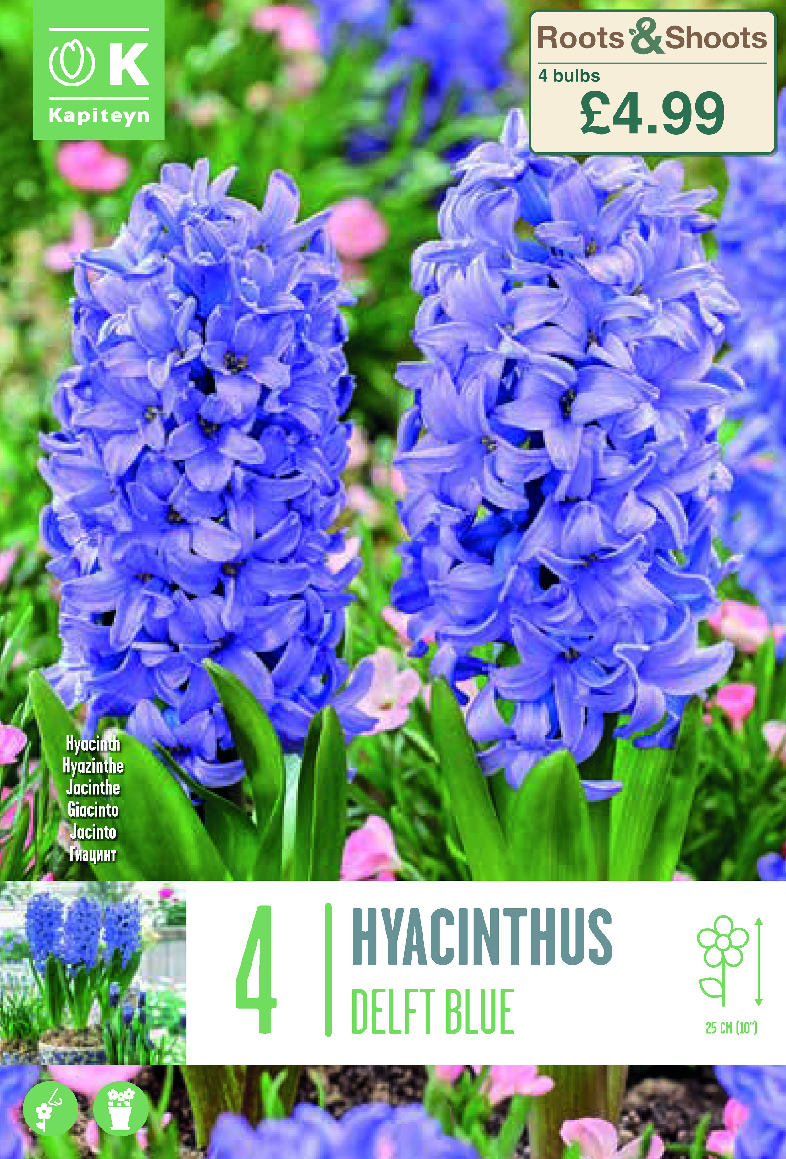 601007 - Hyacinthus - DELFT BLUE.png