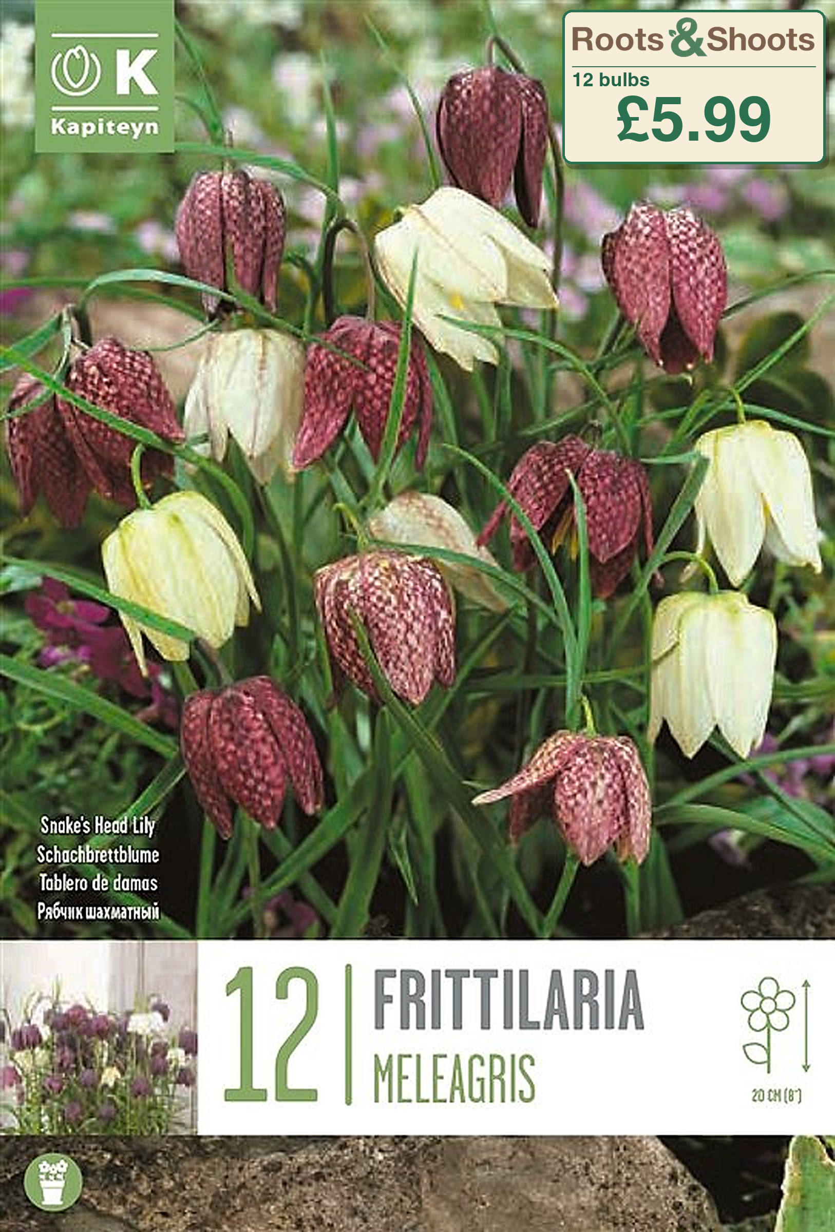 606105 - Fritillaria meleagris - MIXED COLOURS.png