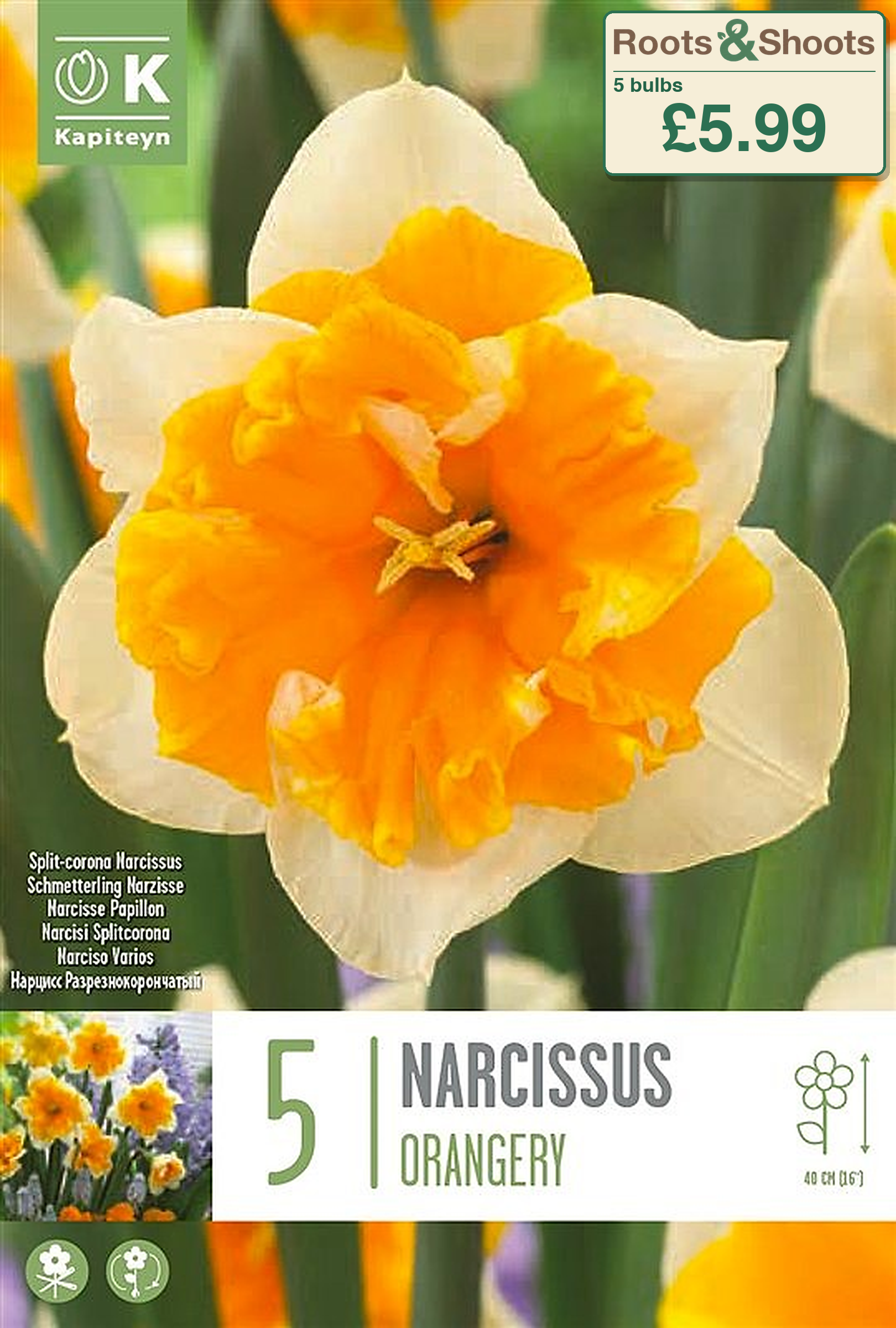 604300 - Narcissus split-corona - ORANGERY.png