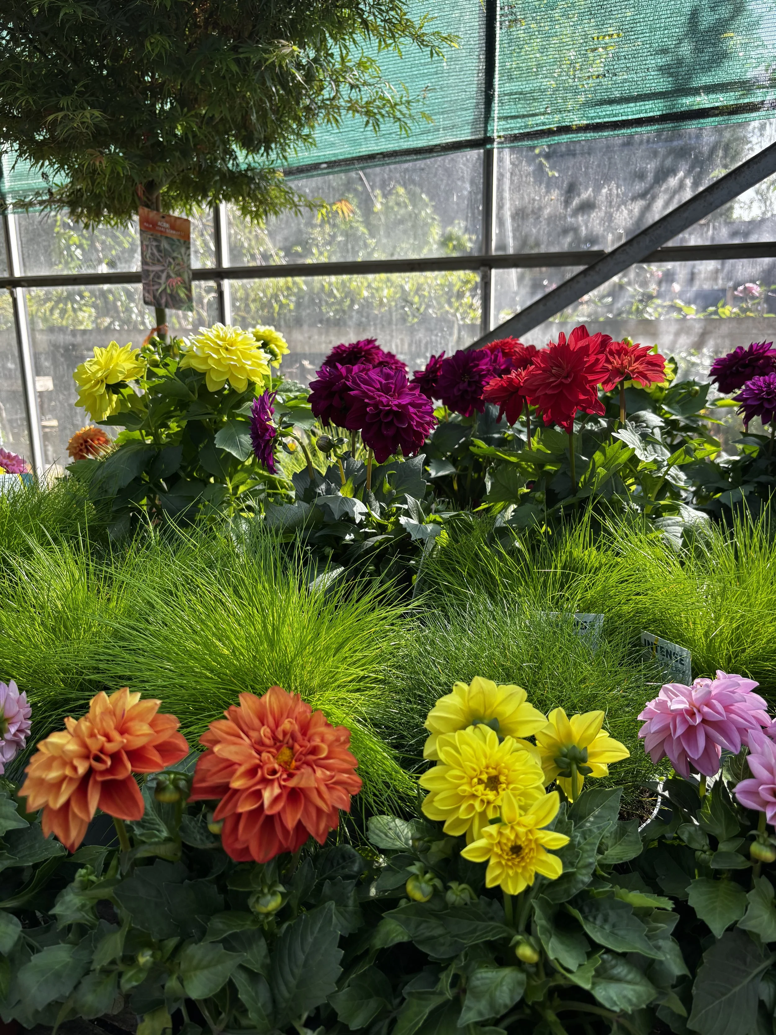 Colorful flowers including yellow, orange, pink, purple, and red blooms in a greenhouse with green foliage and a mesh roof.