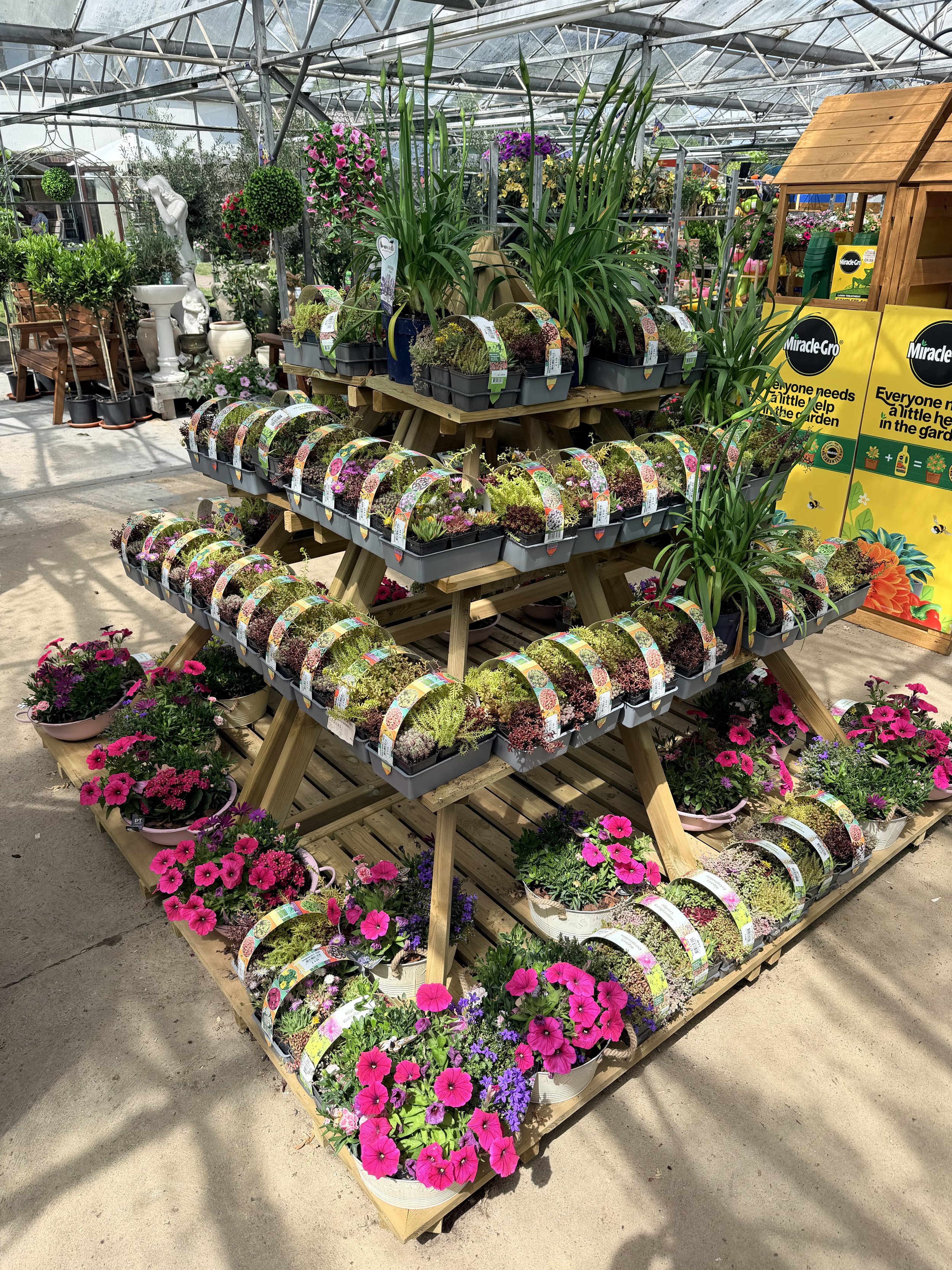 A display of potted flowers, including pink and purple petunias, on a wooden multi-tiered plant stand inside a greenhouse.