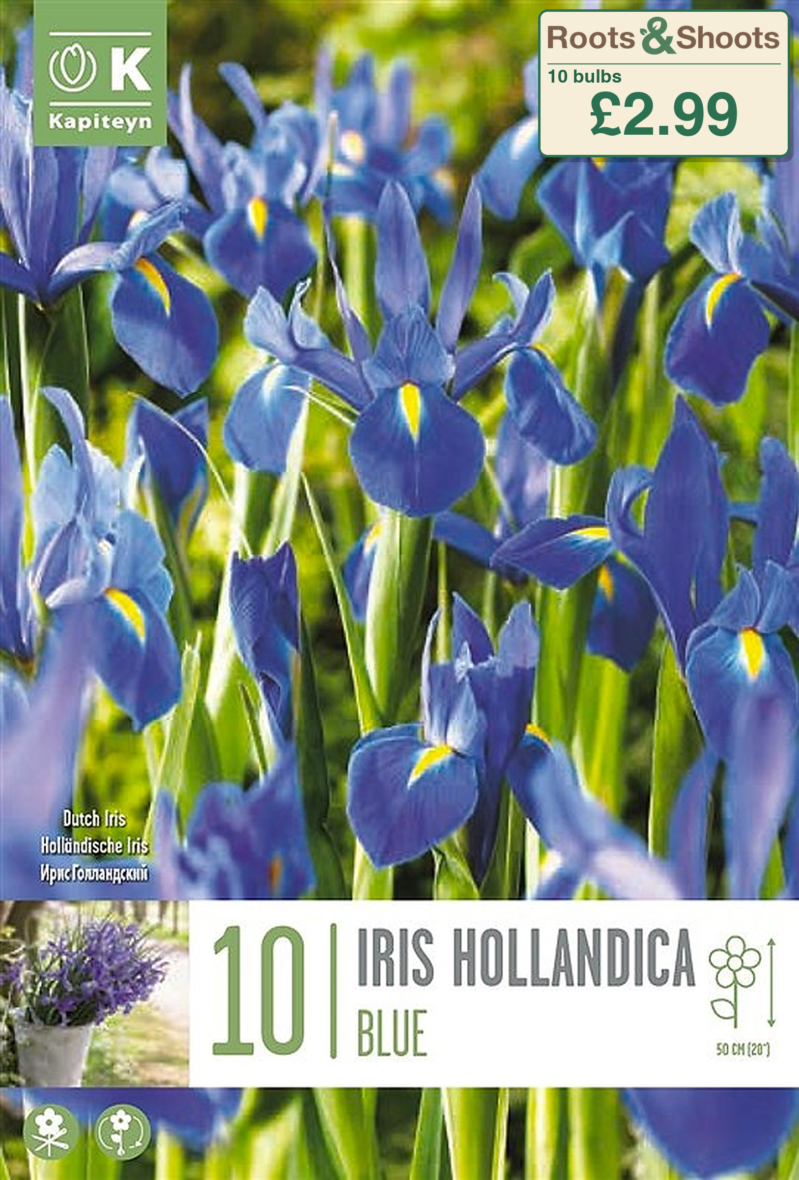 606170 - Iris x hollandica - BLUE.png