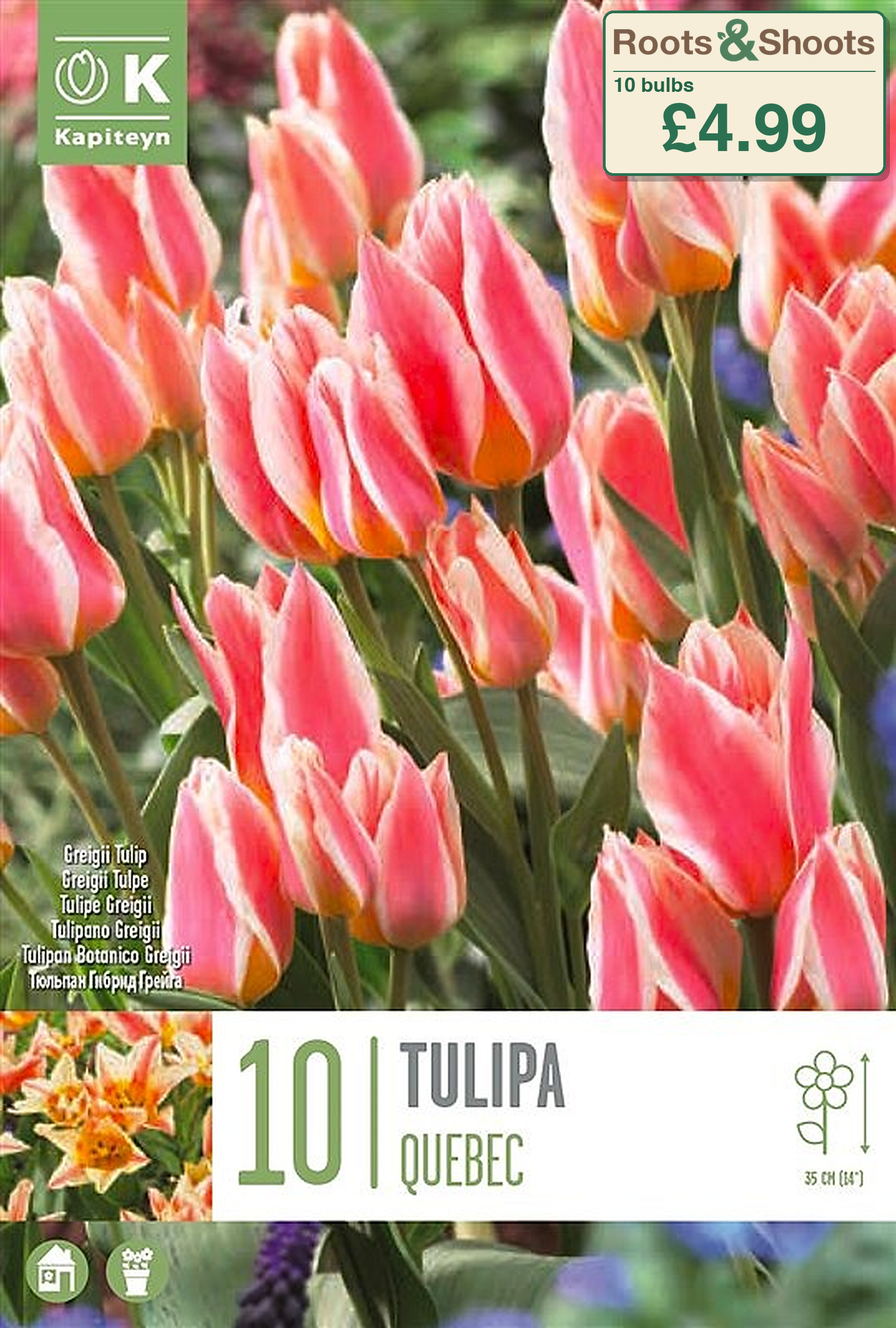 602625 - Tulipa greigii - QUEBEC.png