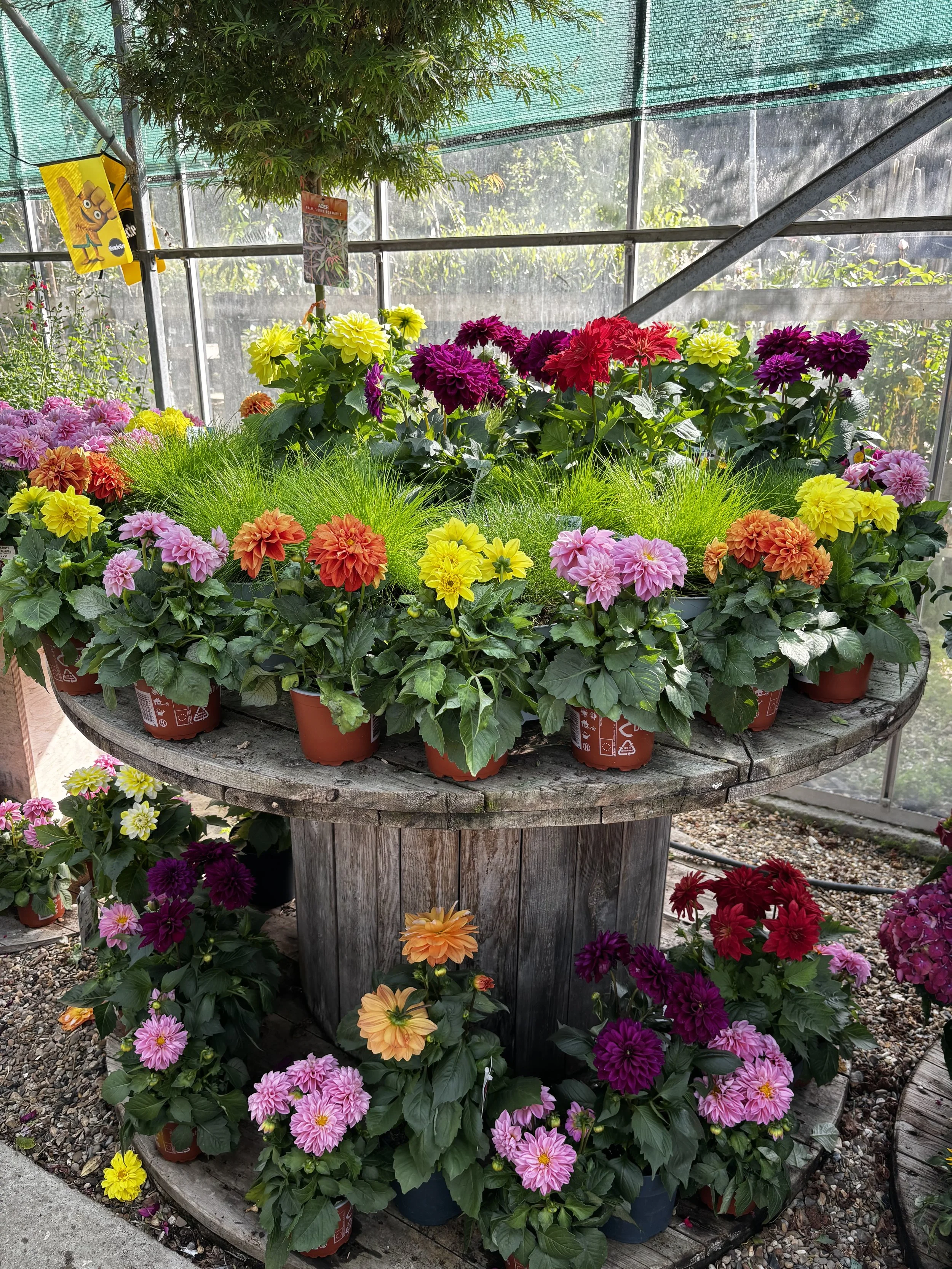 A display of colorful flowers in pots arranged on a circular wooden table under a greenhouse structure with green shading fabric. The flowers are dahlias in shades of pink, yellow, orange, red, and purple.