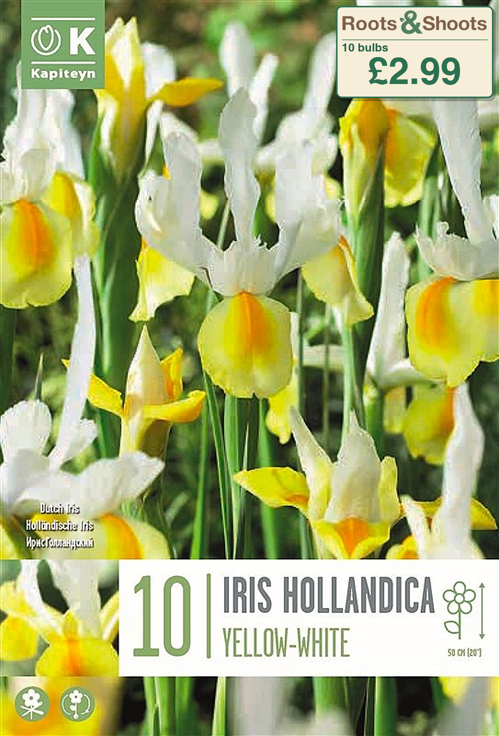 606182 - Iris x hollandica - YELLOW-WHITE.png