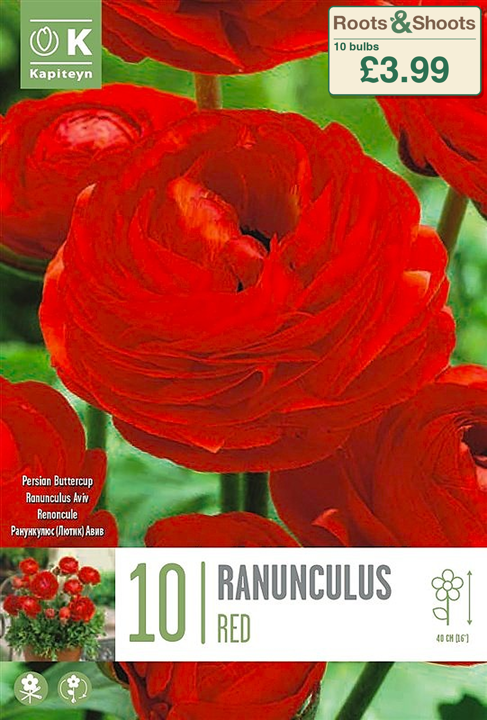 606255 - Ranunculus asiaticus - AVIV RED.png