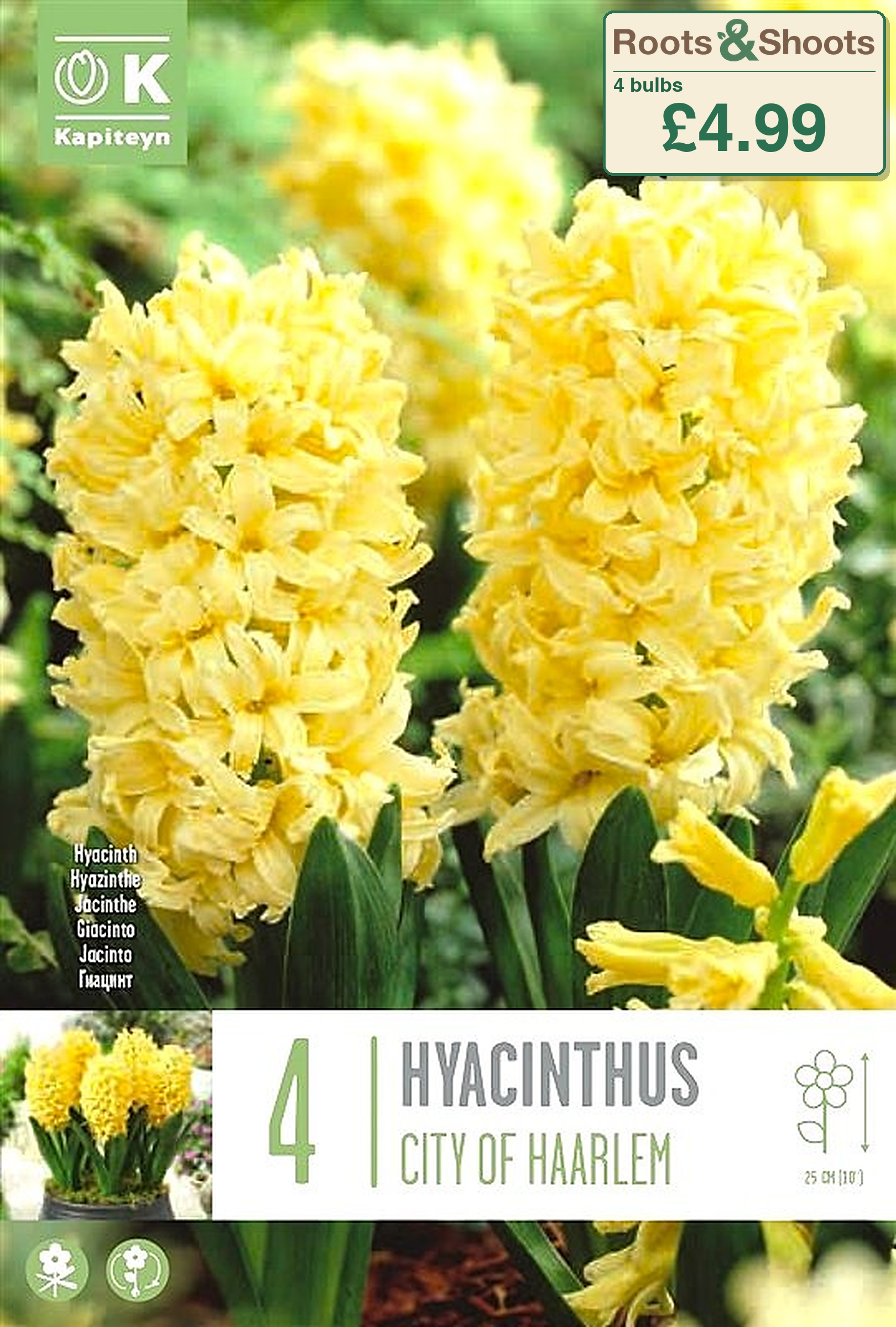 601015 - Hyacinthus - CITY OF HAARLEM.png
