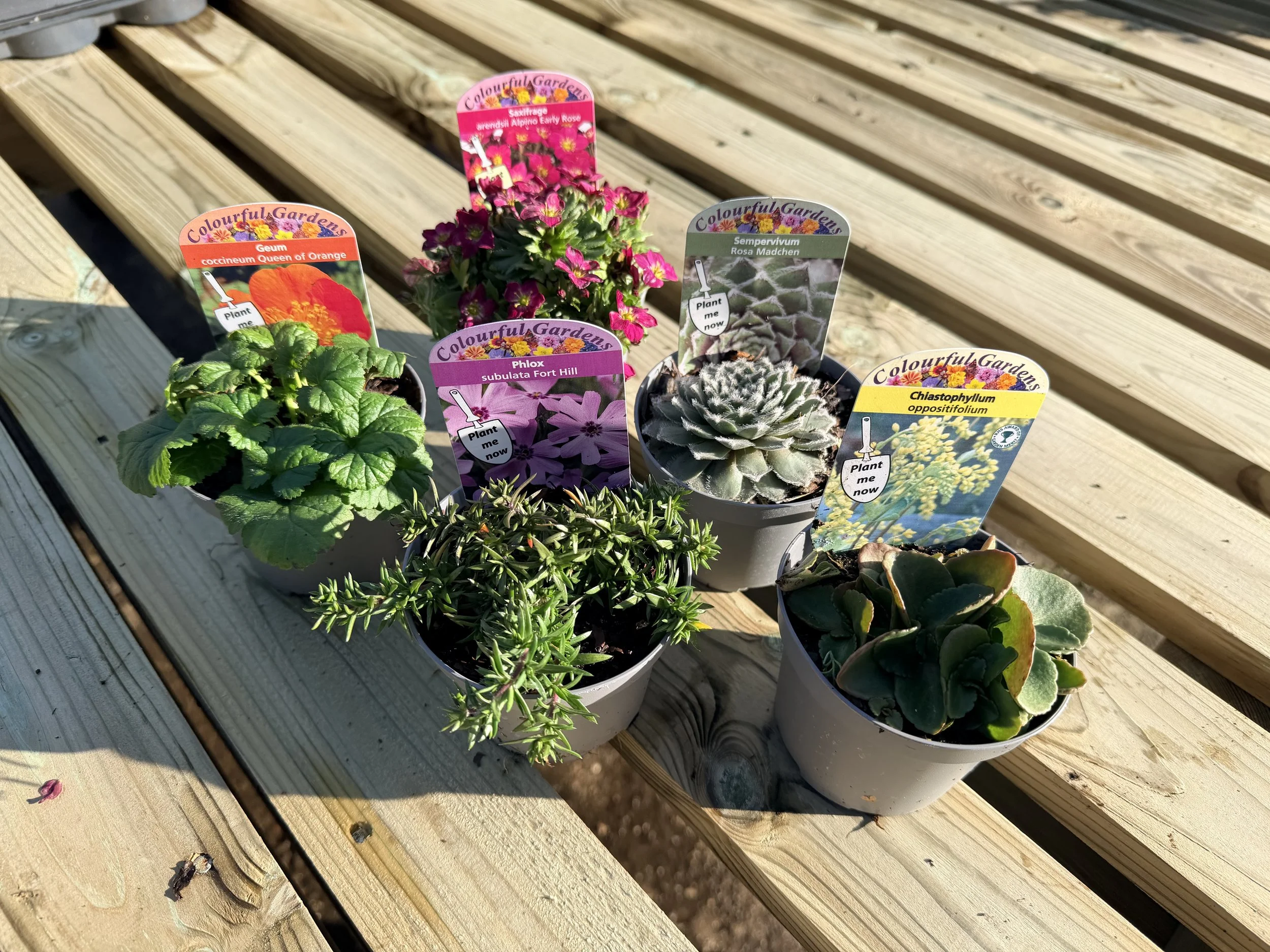 Various small potted plants with colorful plant labels on a wooden surface. The plants include a green leafy plant, a pink flowering plant, a succulent, and a cactus.