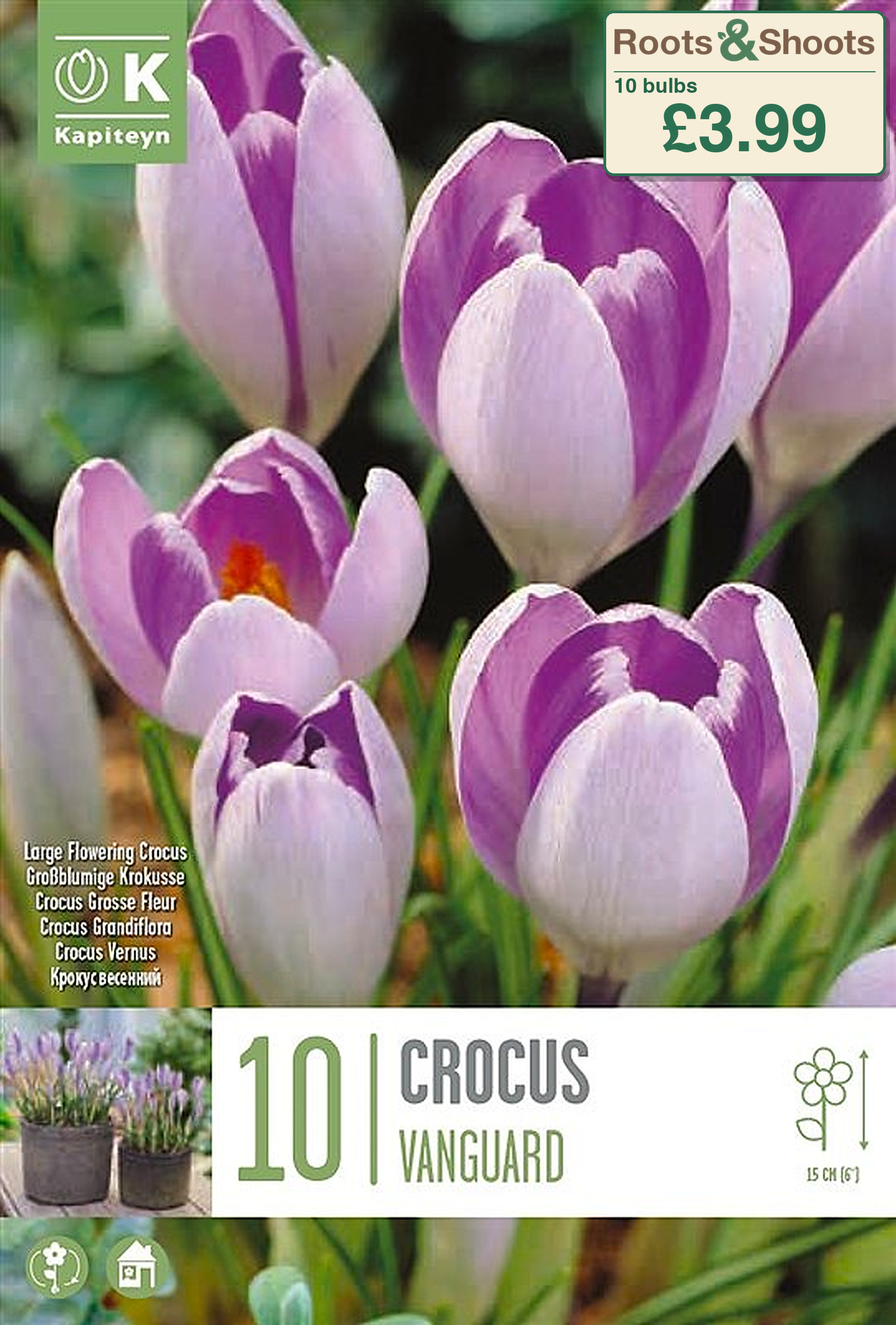 605122 - Crocus vernus - VANGUARD.png