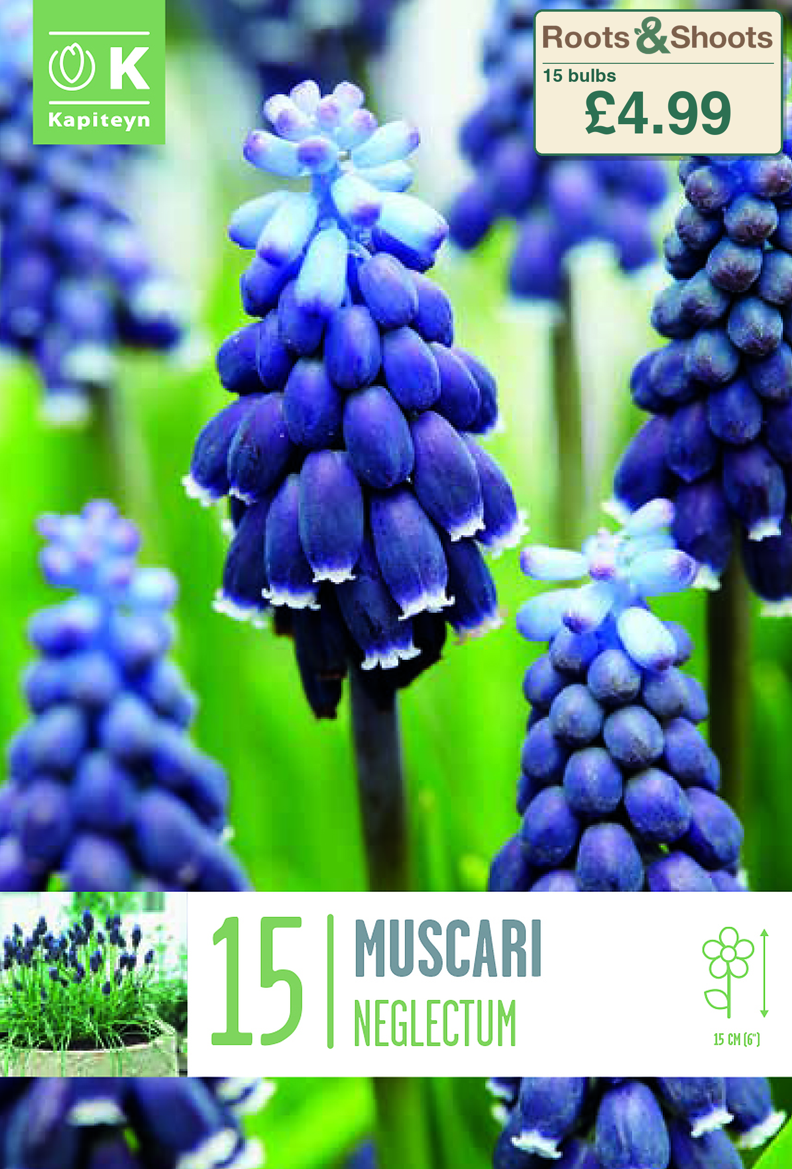 606221 - Muscari neglectum.png