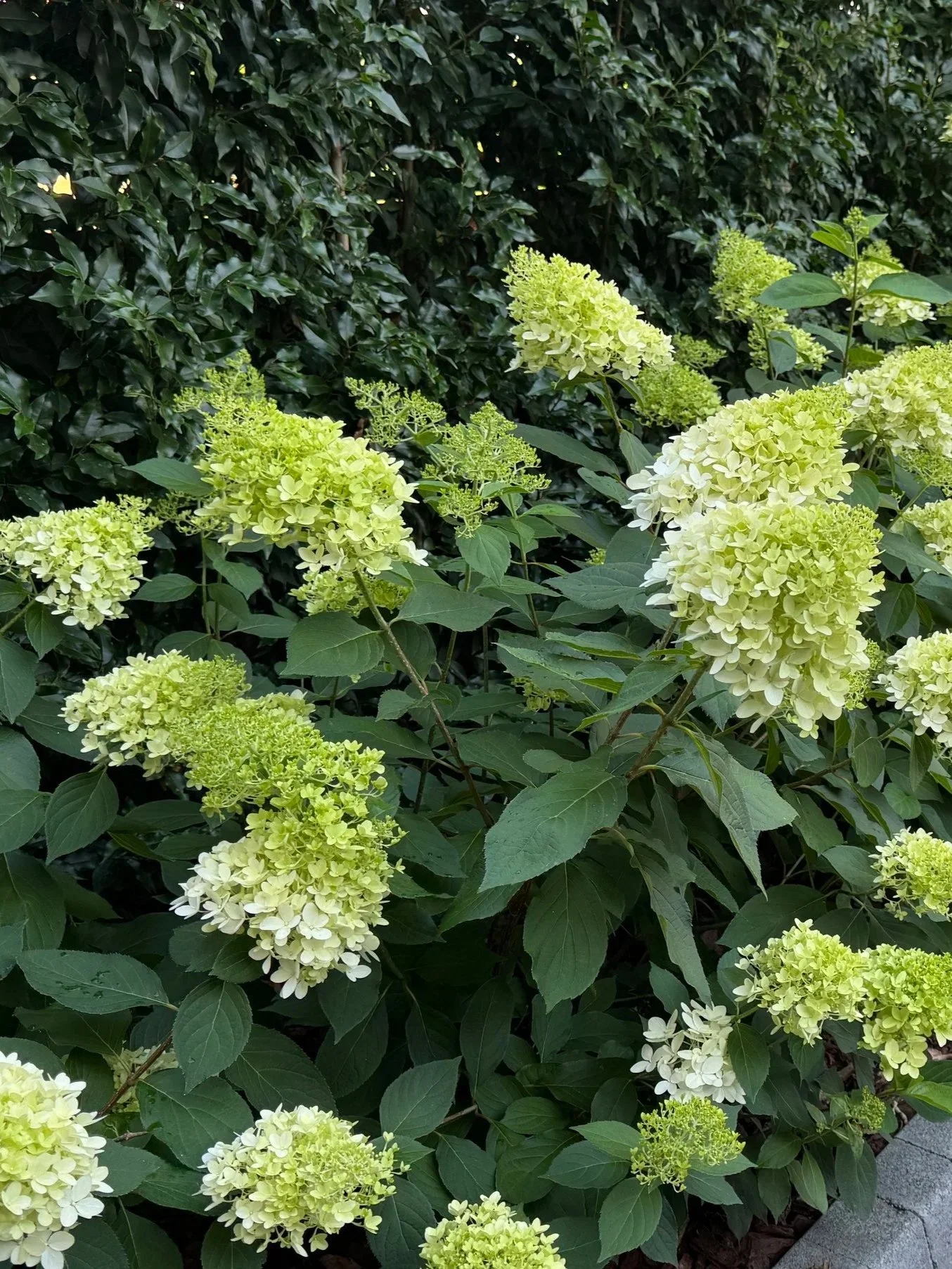 Green and white hydrangea flowers surrounded by lush green leaves.